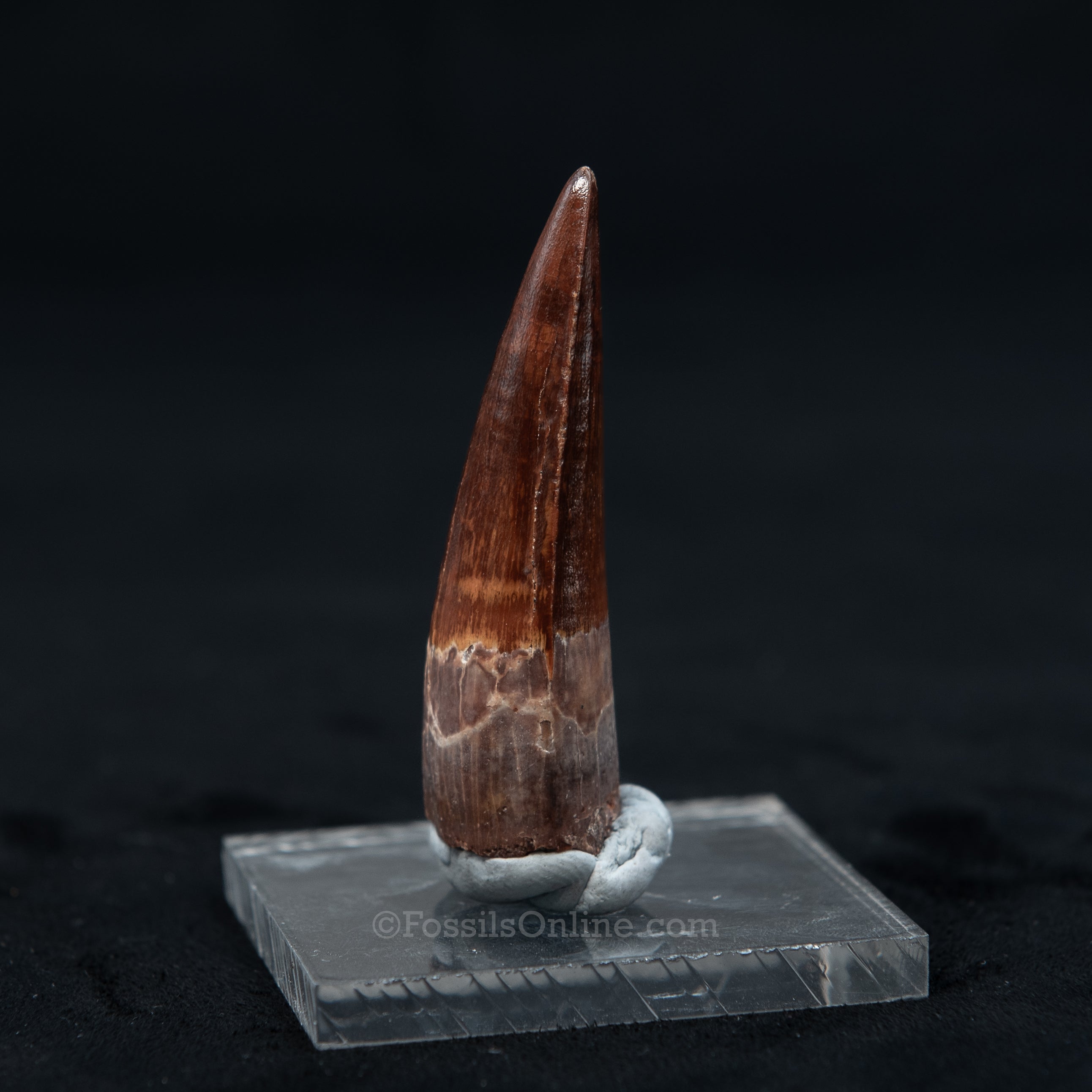 Pristine Spinosaurus Dinosaur Tooth 2.3"