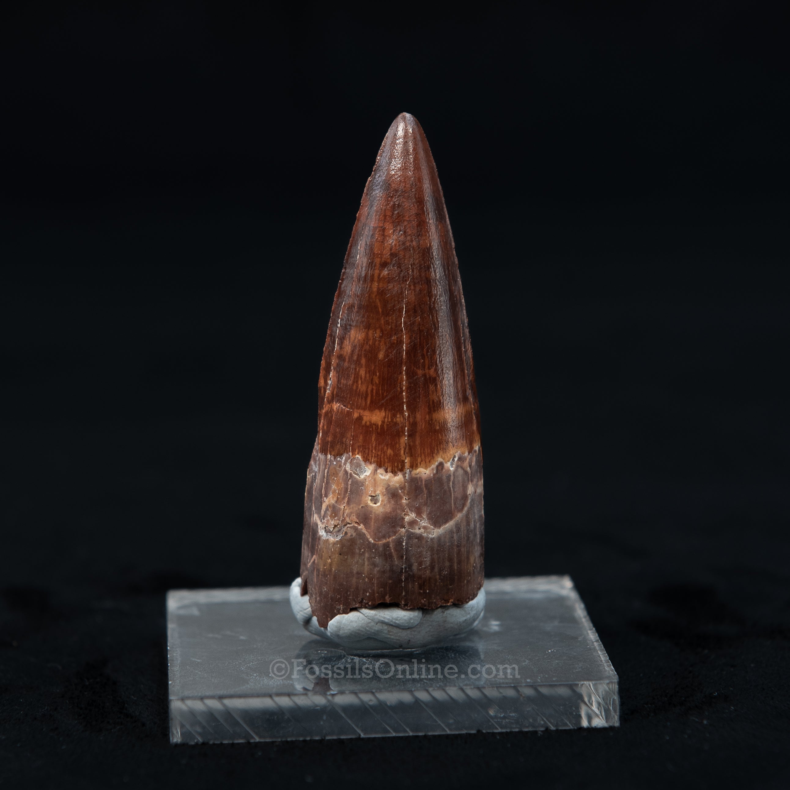 Pristine Spinosaurus Dinosaur Tooth 2.3"
