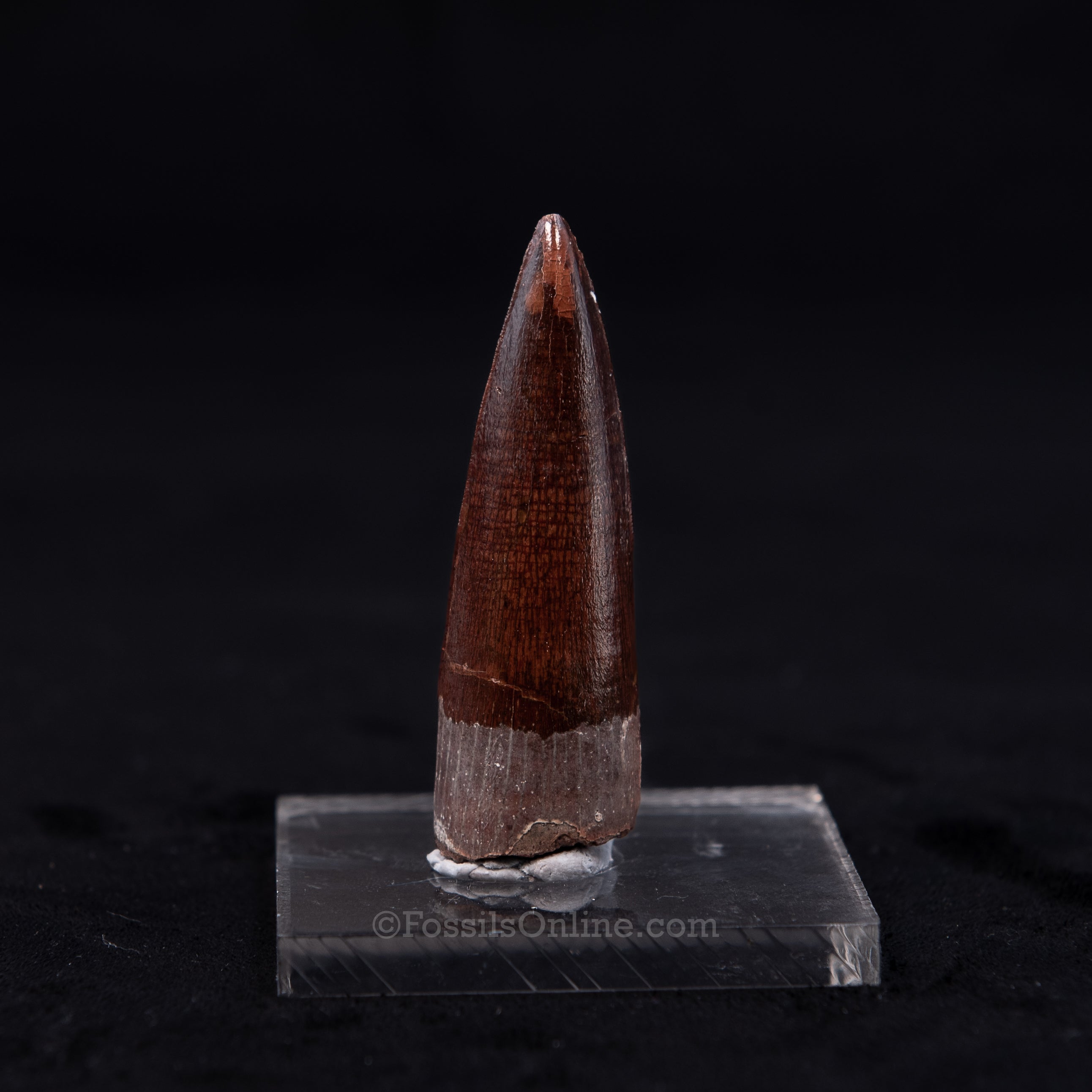 Pristine Spinosaurus Dinosaur Tooth 2.26"