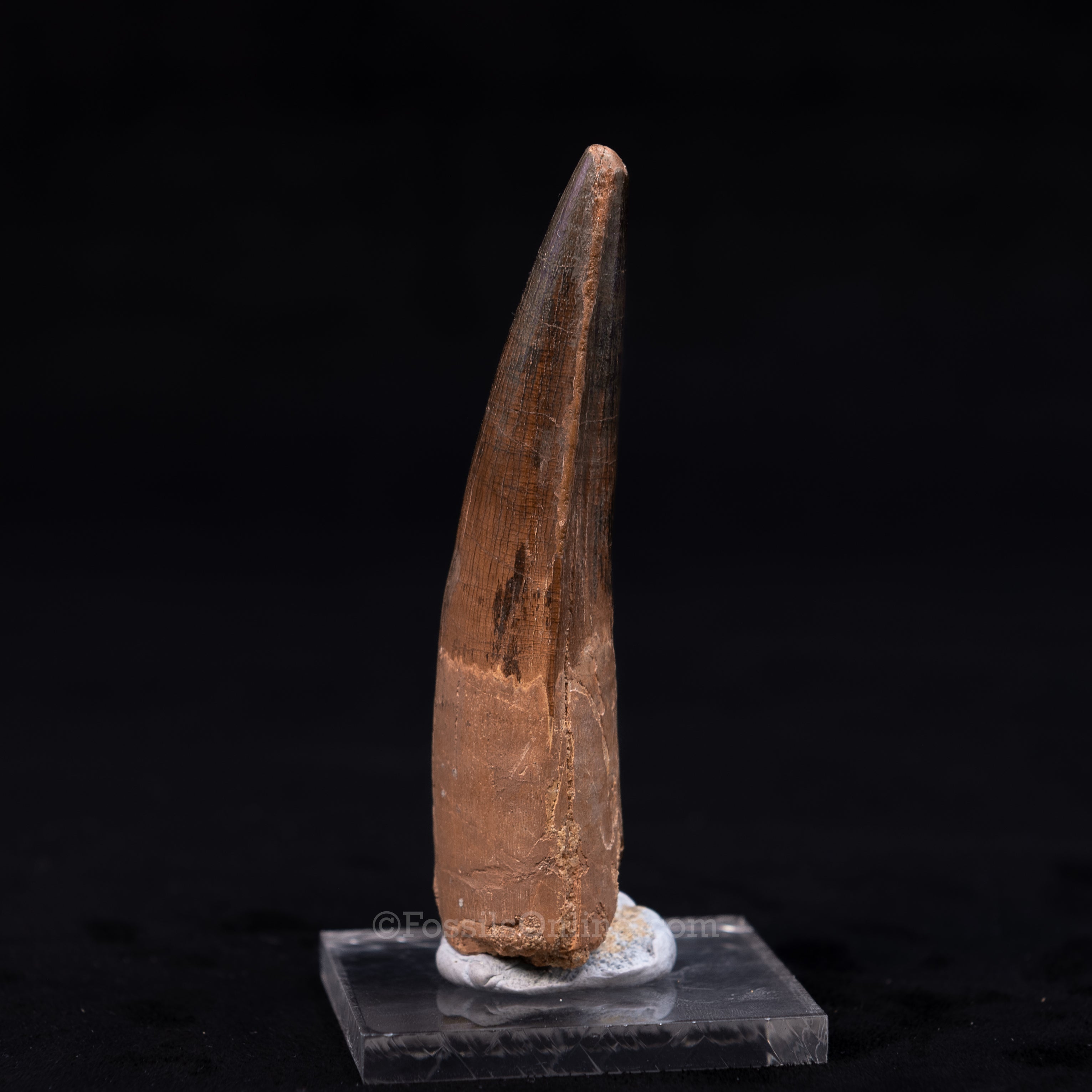 Large Spinosaurus Dinosaur Tooth 3.62"