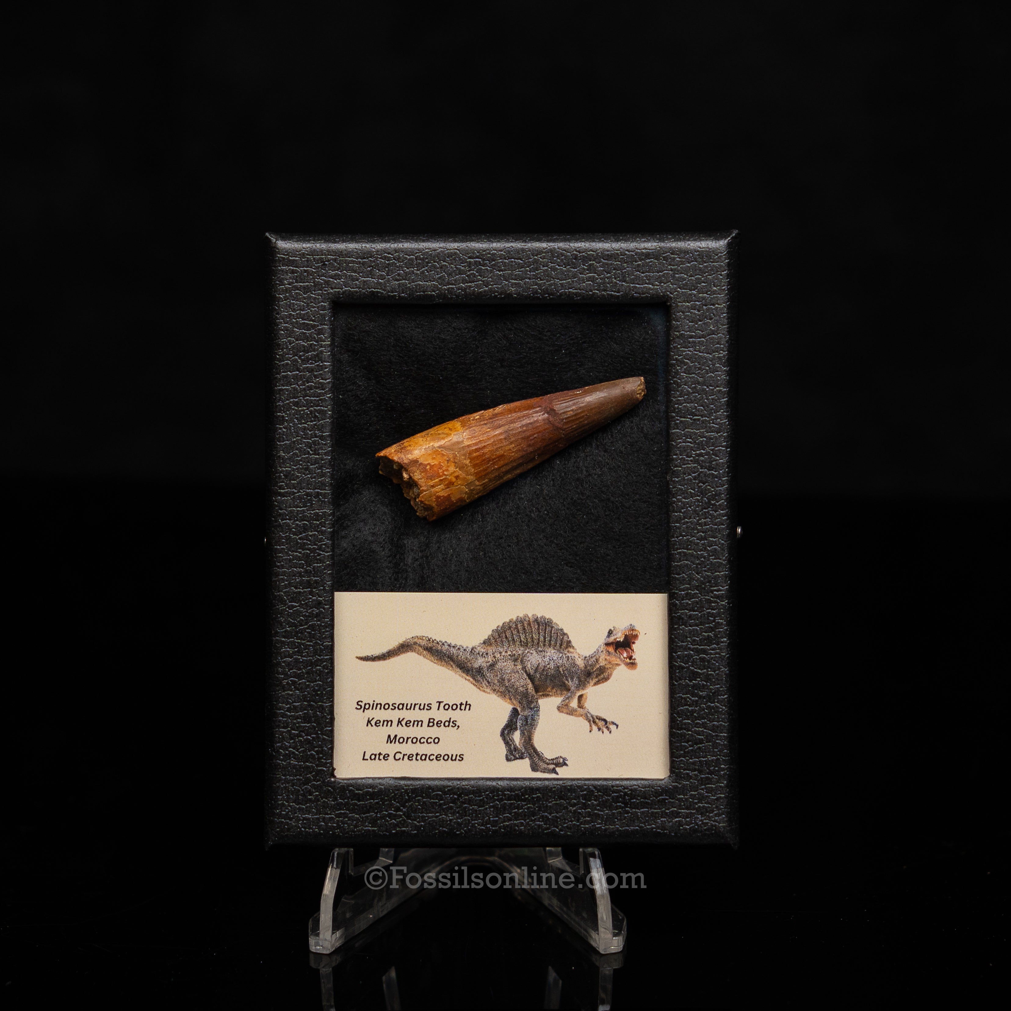 Choice Spinosaurus Dinosaur Tooth Sm Case