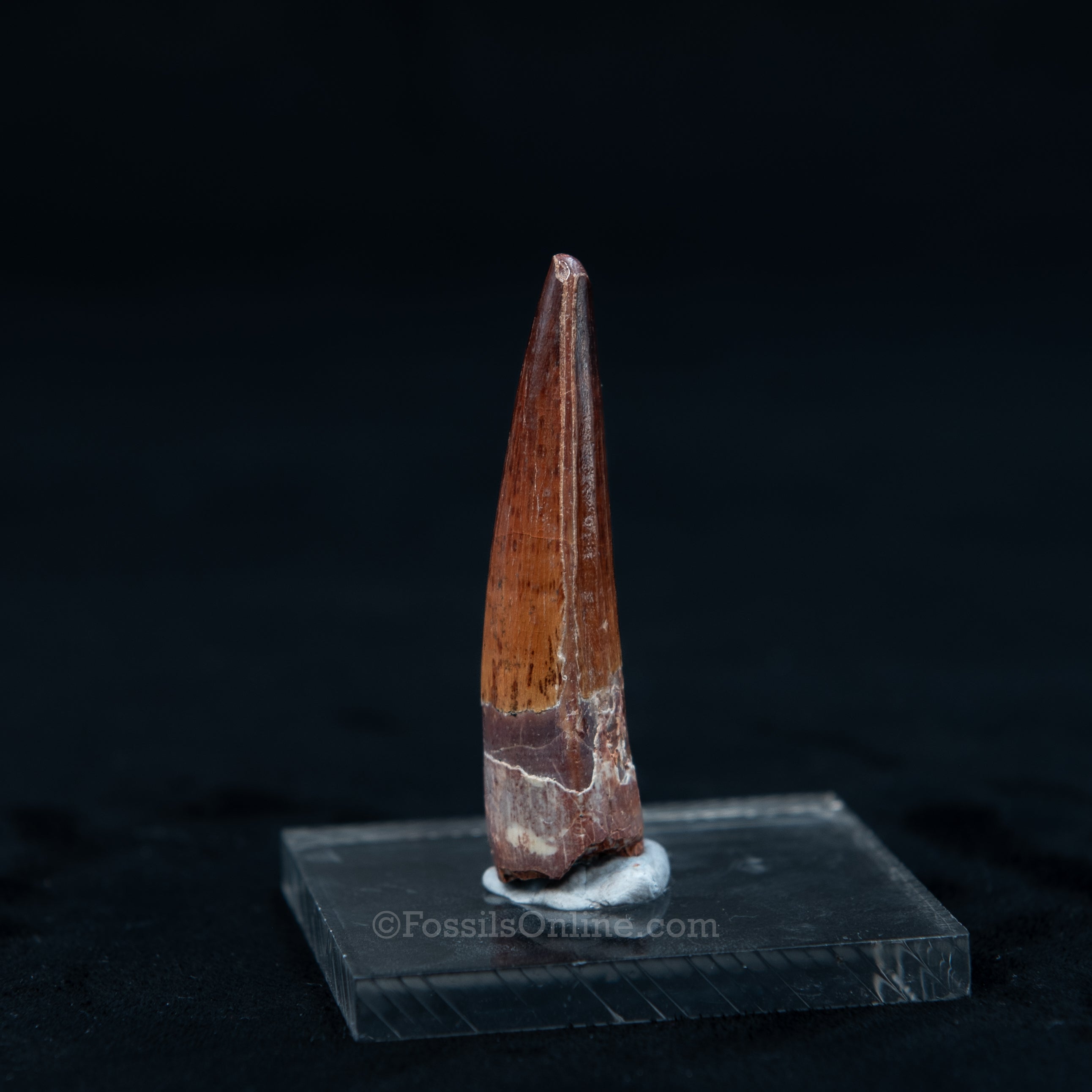 Pristine Spinosaurus Dinosaur Tooth 2.1"