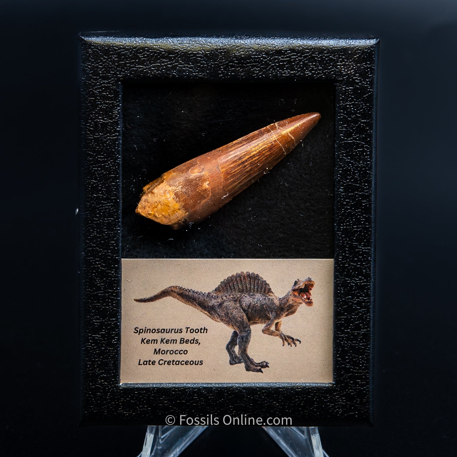 Spinosaurus Dinosaur Tooth Sm Case