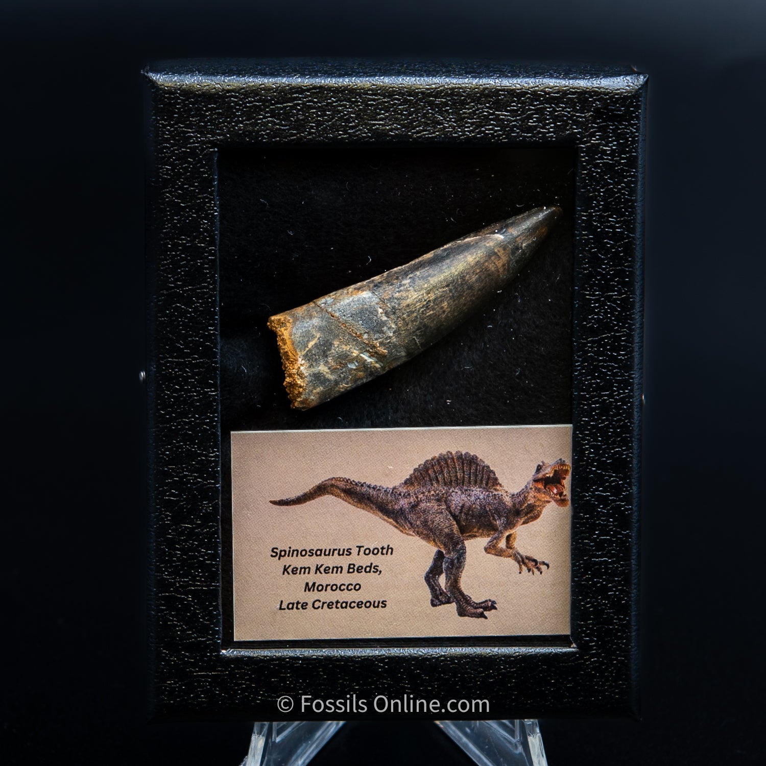 Spinosaurus Dinosaur Tooth Sm Case