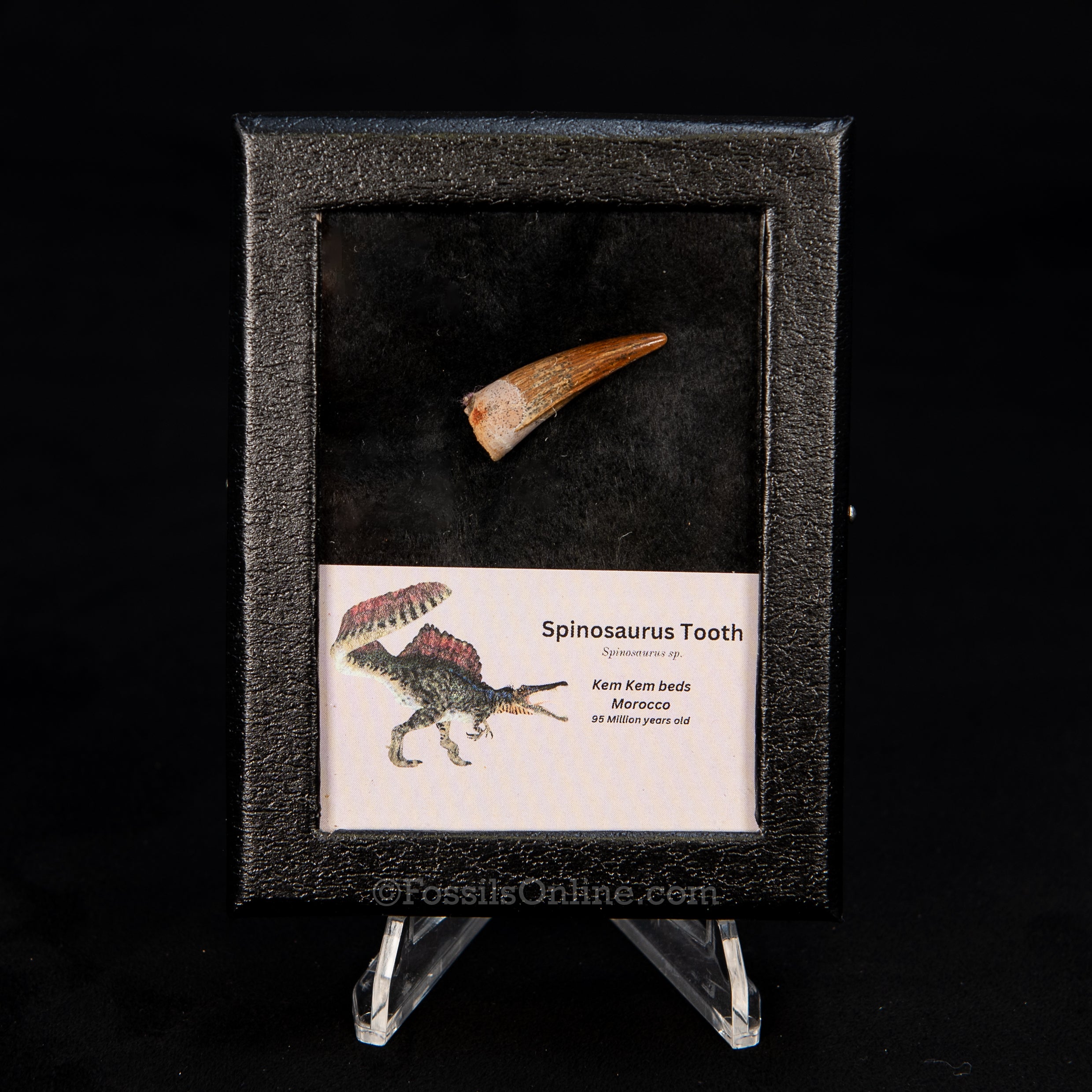 Choice Spinosaurus Dinosaur Tooth Sm Case