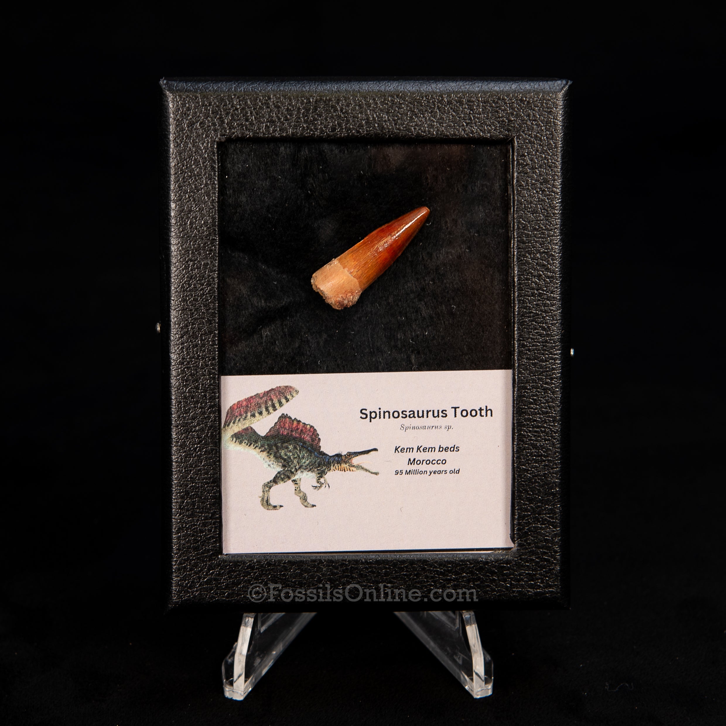 Choice Spinosaurus Dinosaur Tooth Sm Case