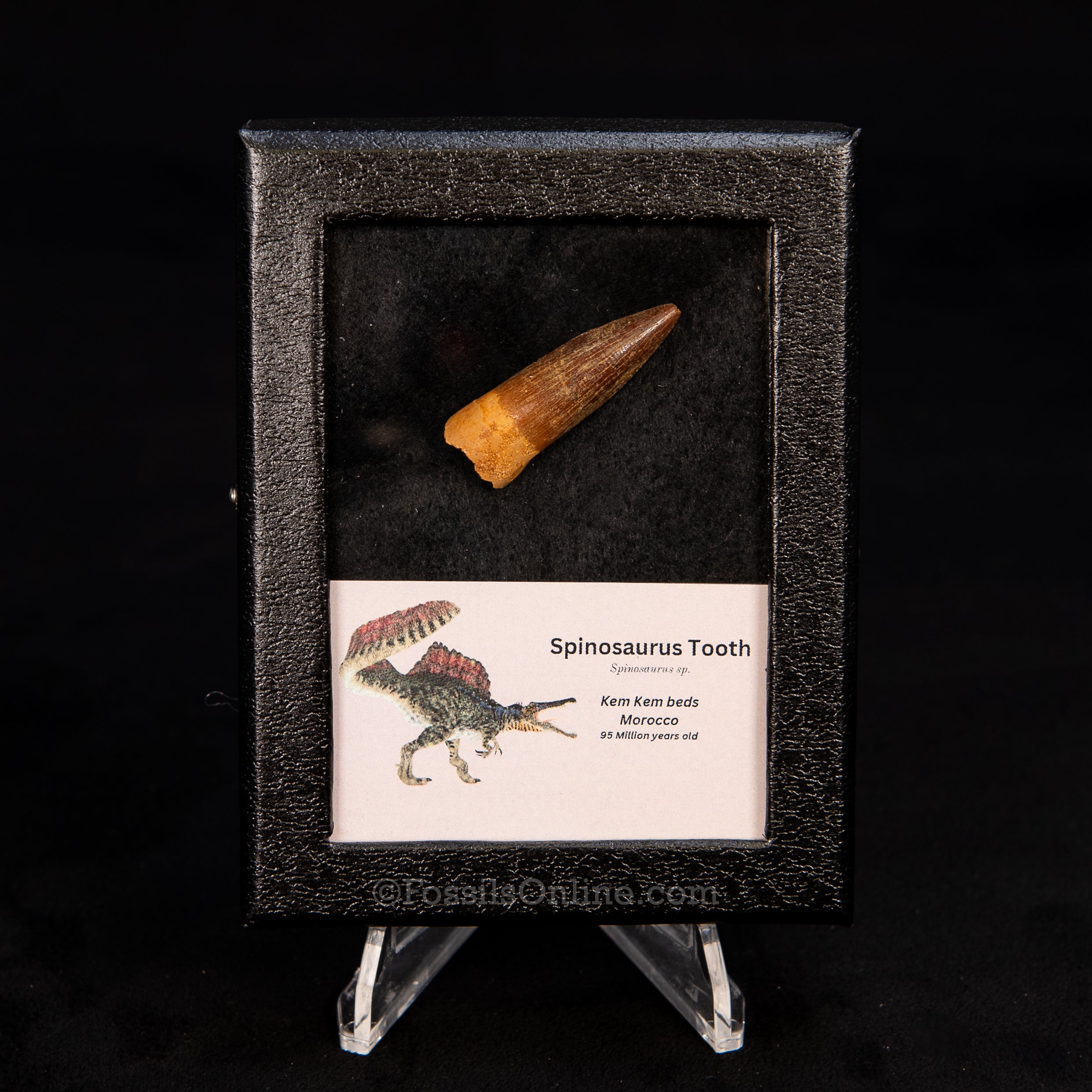 Choice Spinosaurus Dinosaur Tooth Sm Case