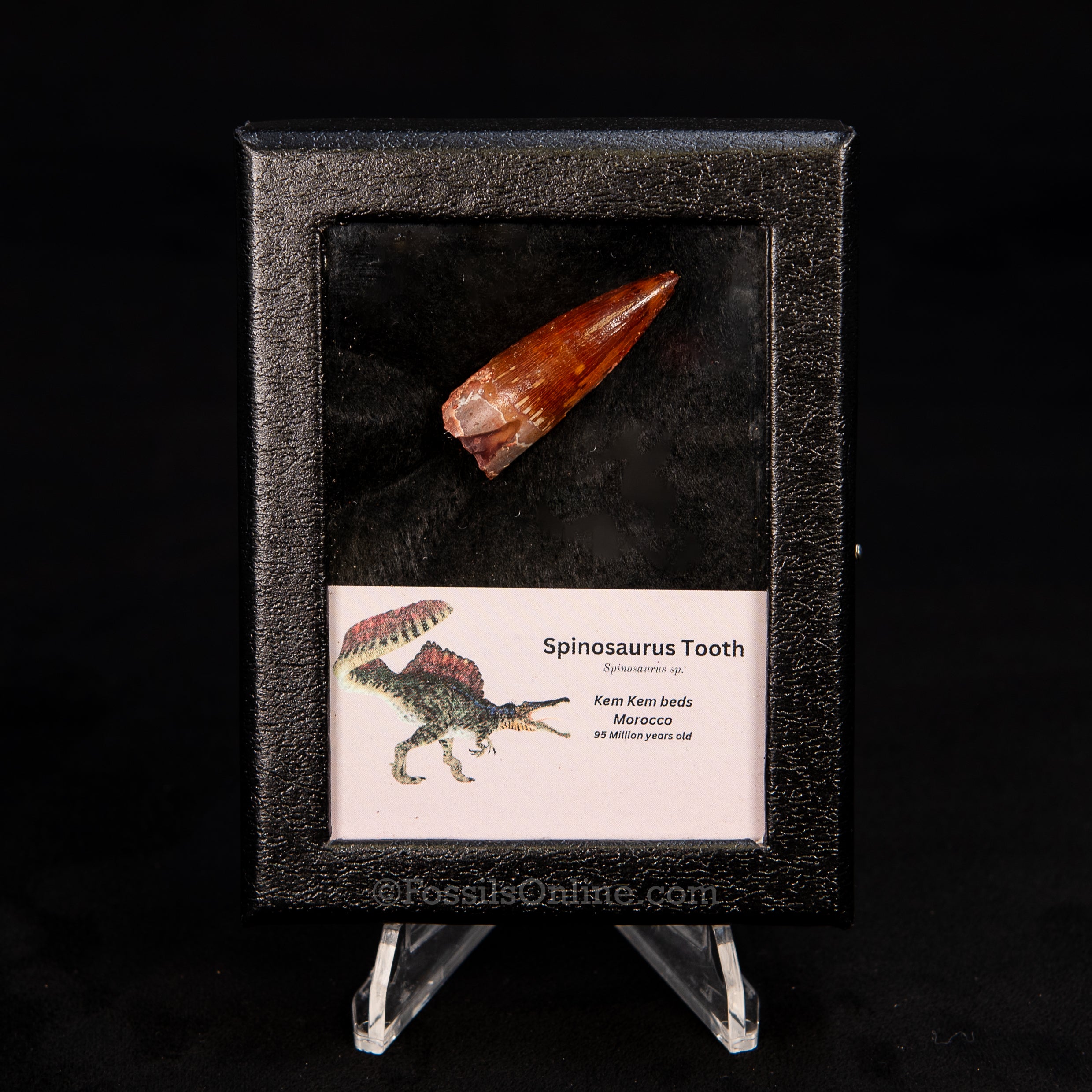 Choice Spinosaurus Dinosaur Tooth Sm Case
