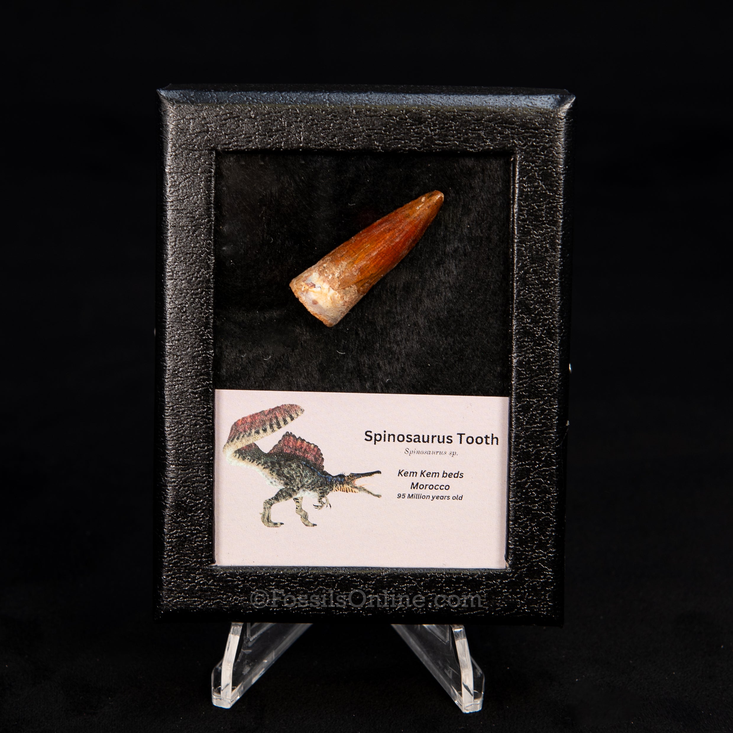 Choice Spinosaurus Dinosaur Tooth Sm Case