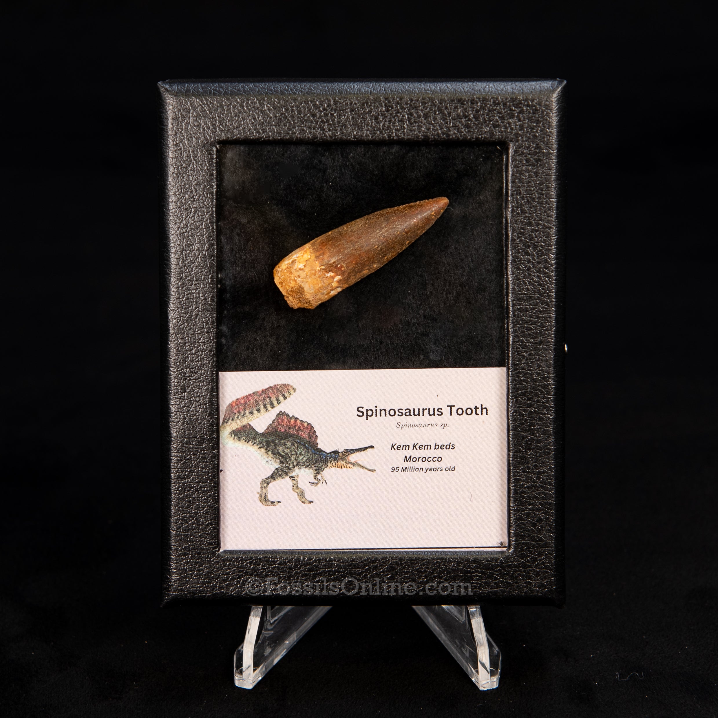 Choice Spinosaurus Dinosaur Tooth Sm Case