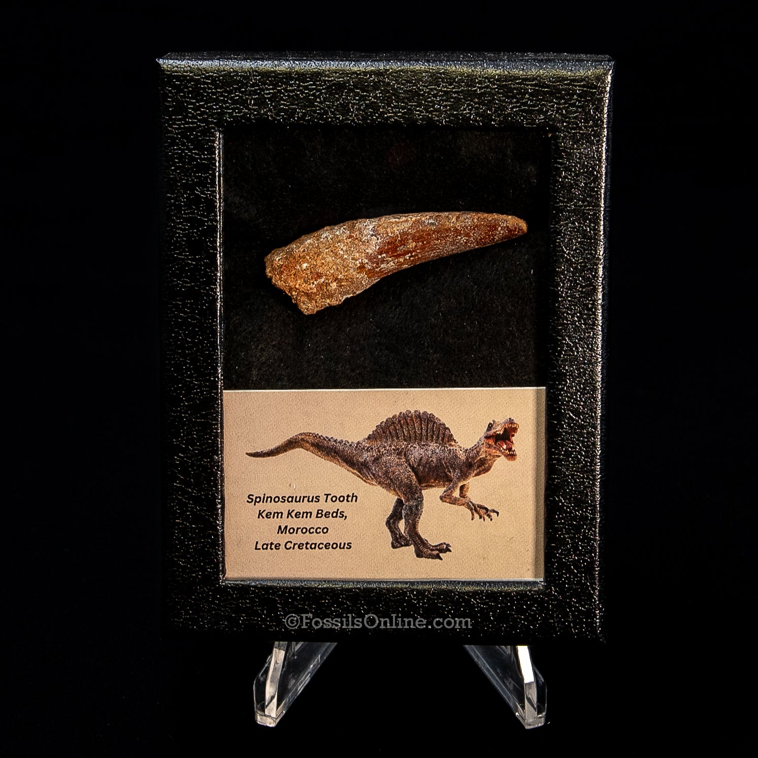 Spinosaurus Dinosaur Tooth Sm Case