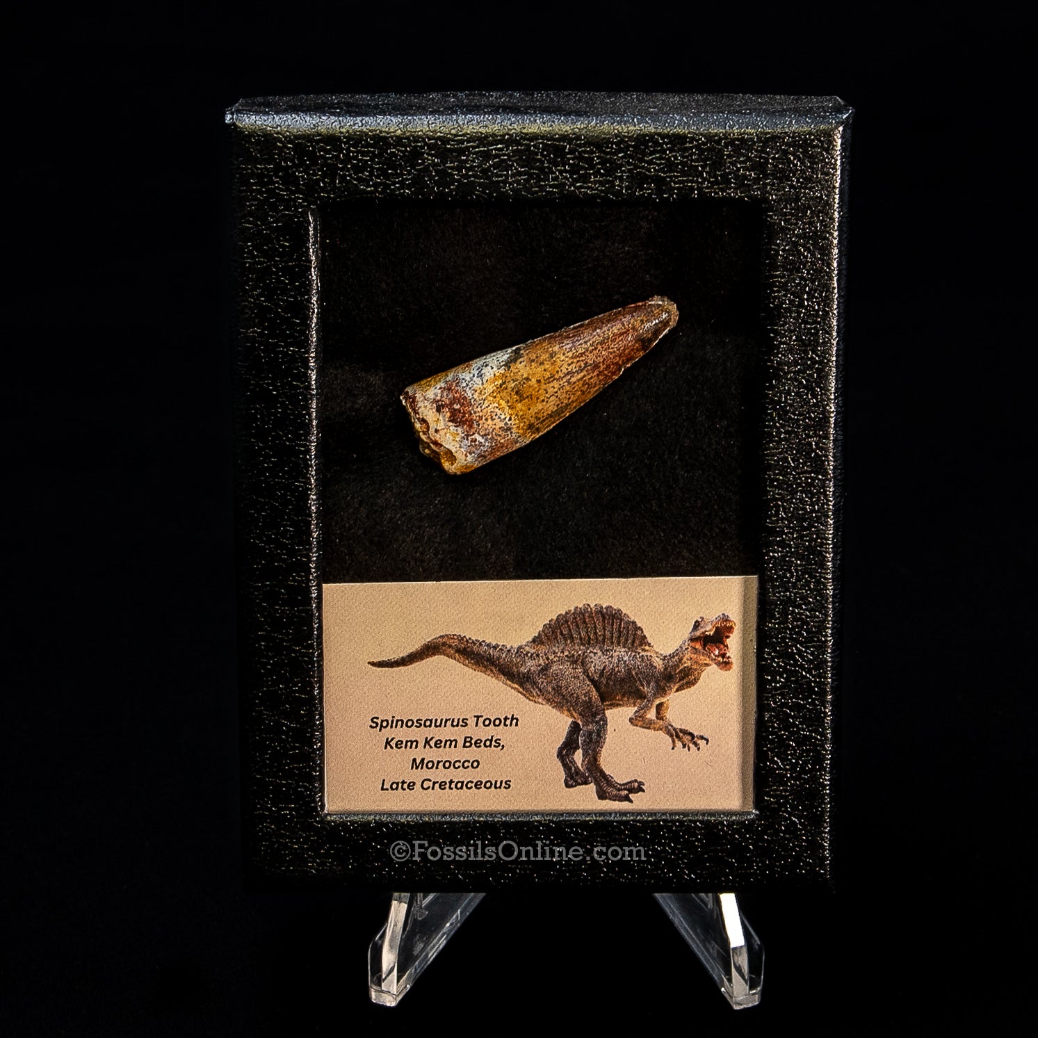 Spinosaurus Dinosaur Tooth Sm Case