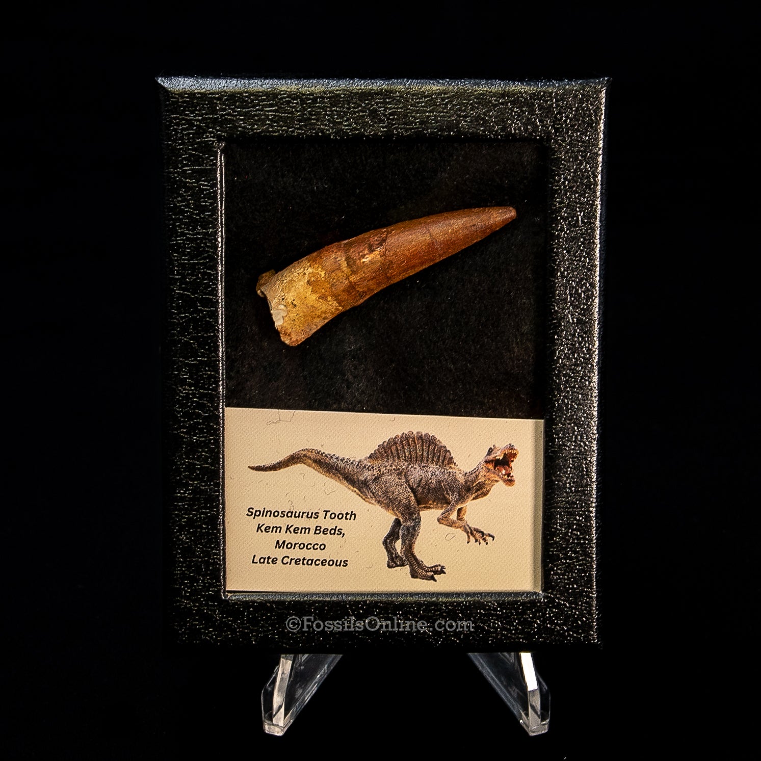 Spinosaurus Dinosaur Tooth Sm Case