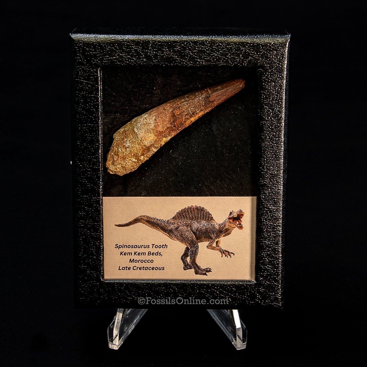 Spinosaurus Dinosaur Tooth Sm Case