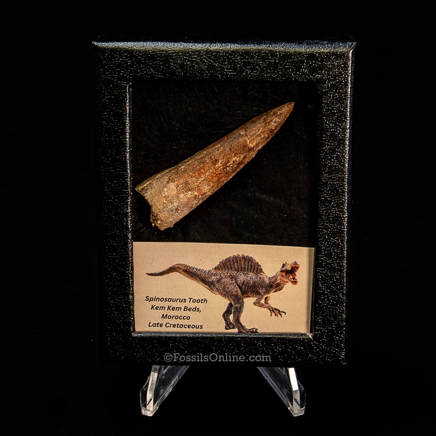 Spinosaurus Dinosaur Tooth Sm Case
