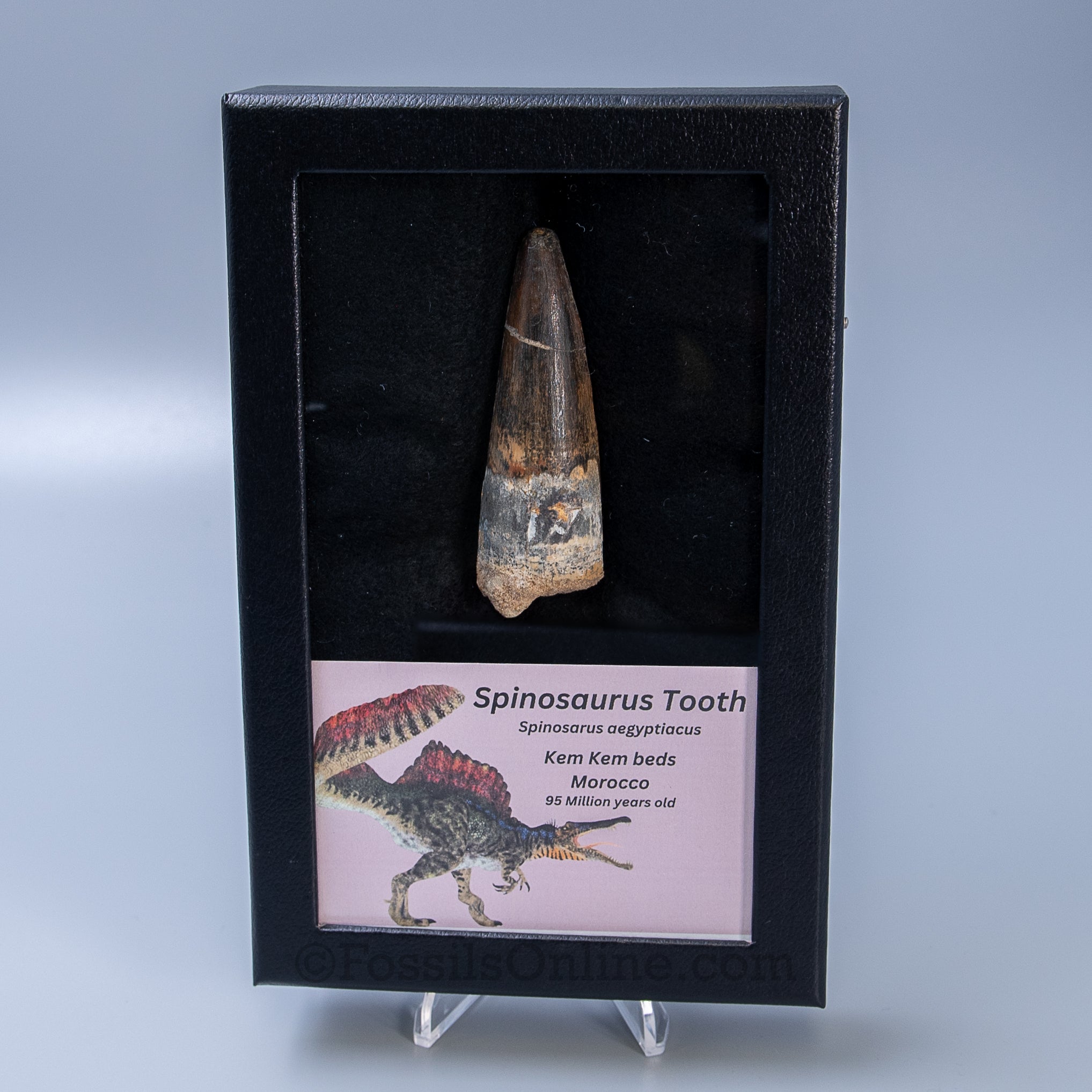 Spinosaurus Dinosaur Tooth Lg Case