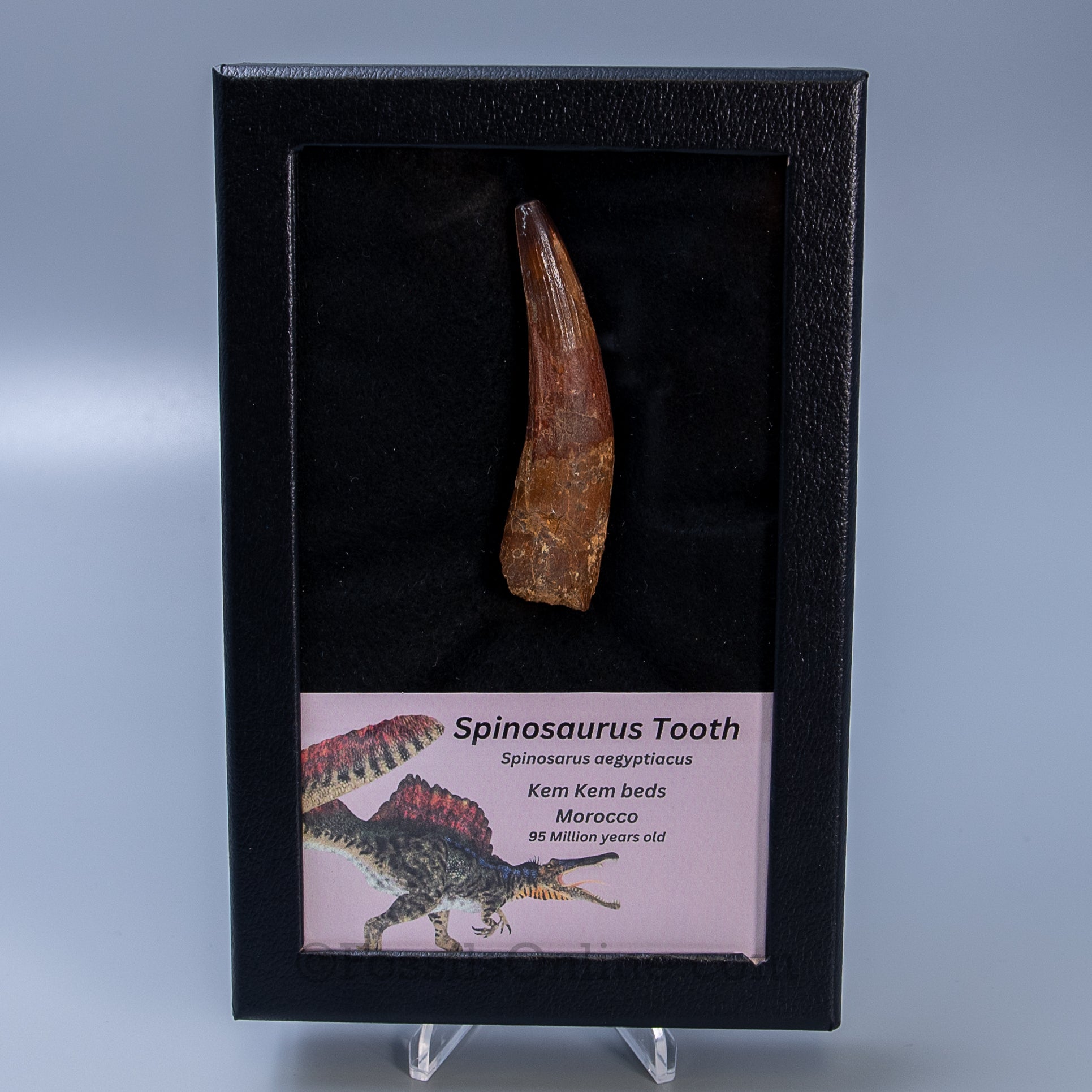 Spinosaurus Dinosaur Tooth Lg Case