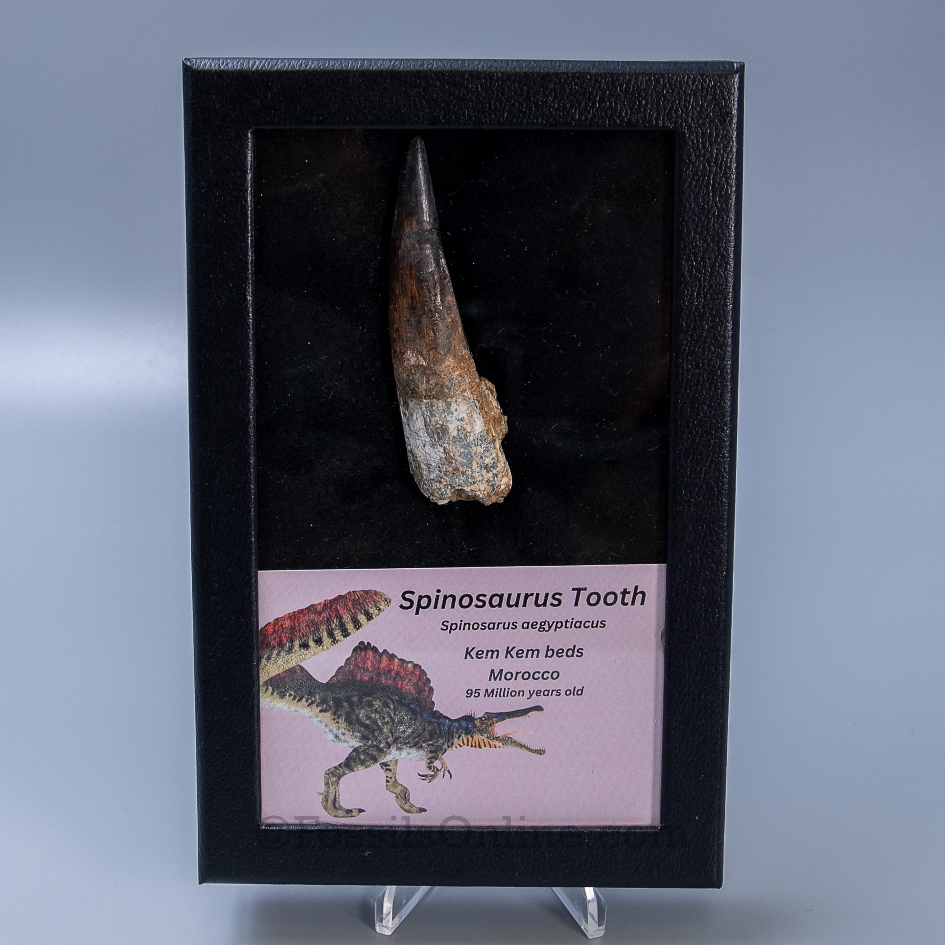 Spinosaurus Dinosaur Tooth Lg Case