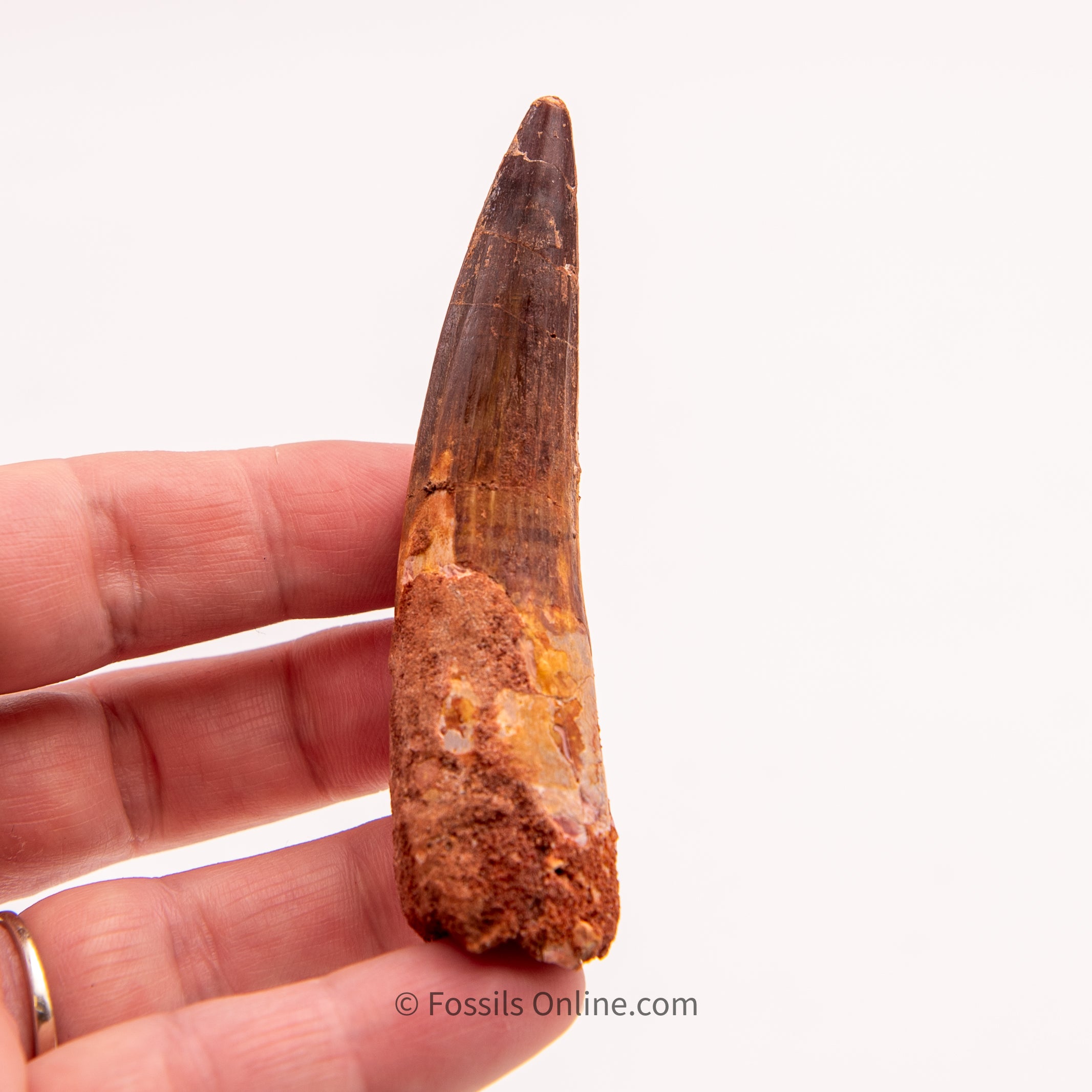 Spinosaurus Dinosaur Tooth   3.19"