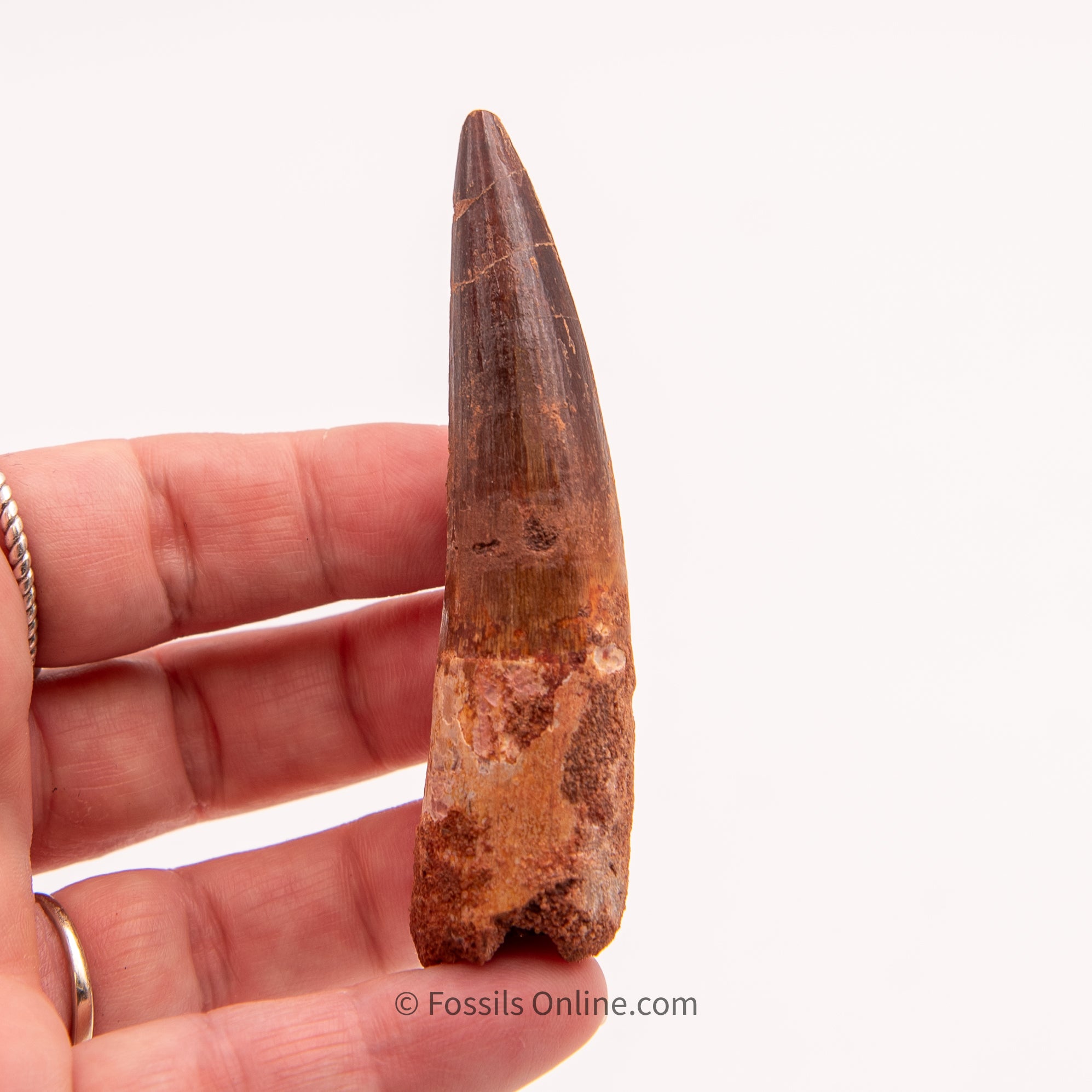 Spinosaurus Dinosaur Tooth   3.19"