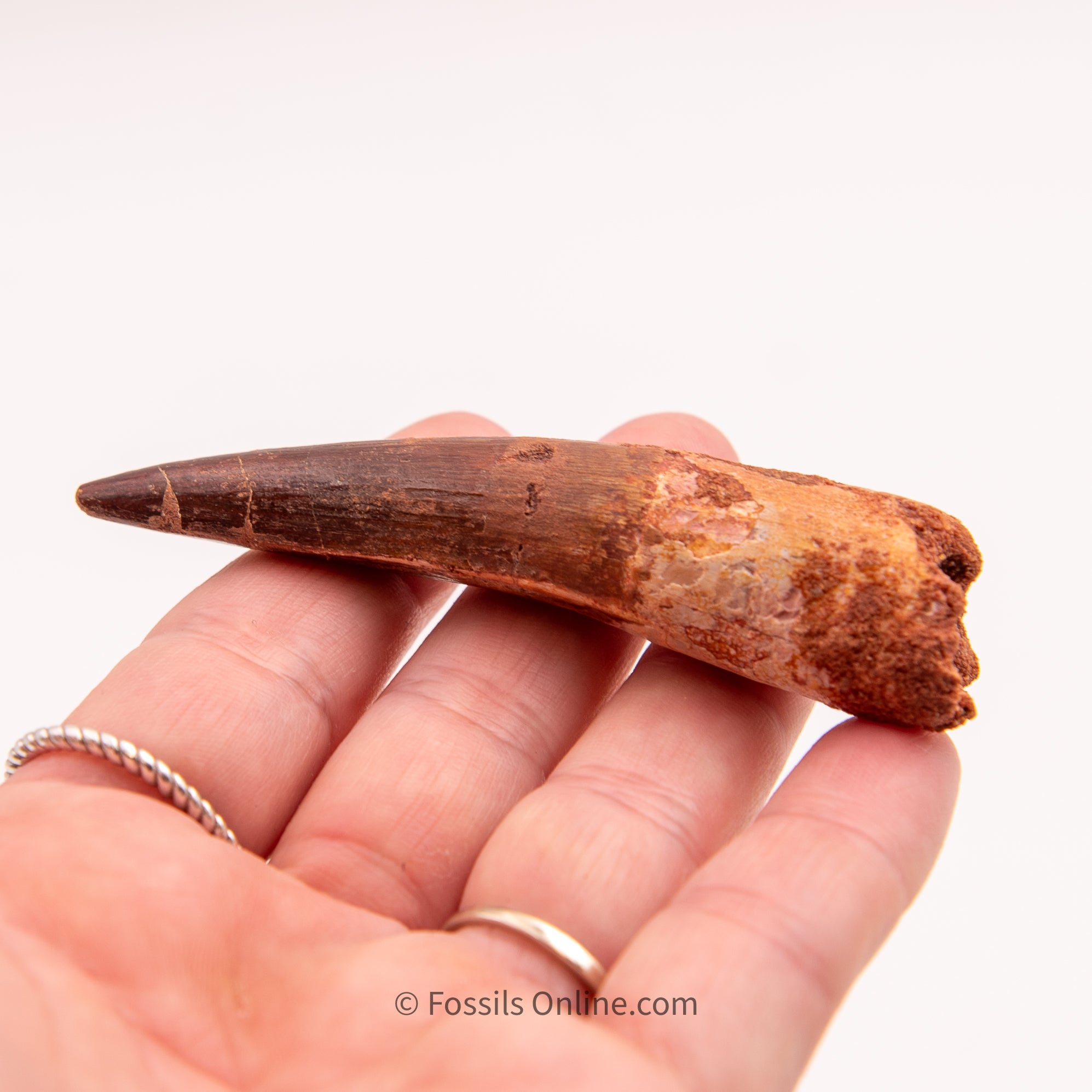 Spinosaurus Dinosaur Tooth   3.19"