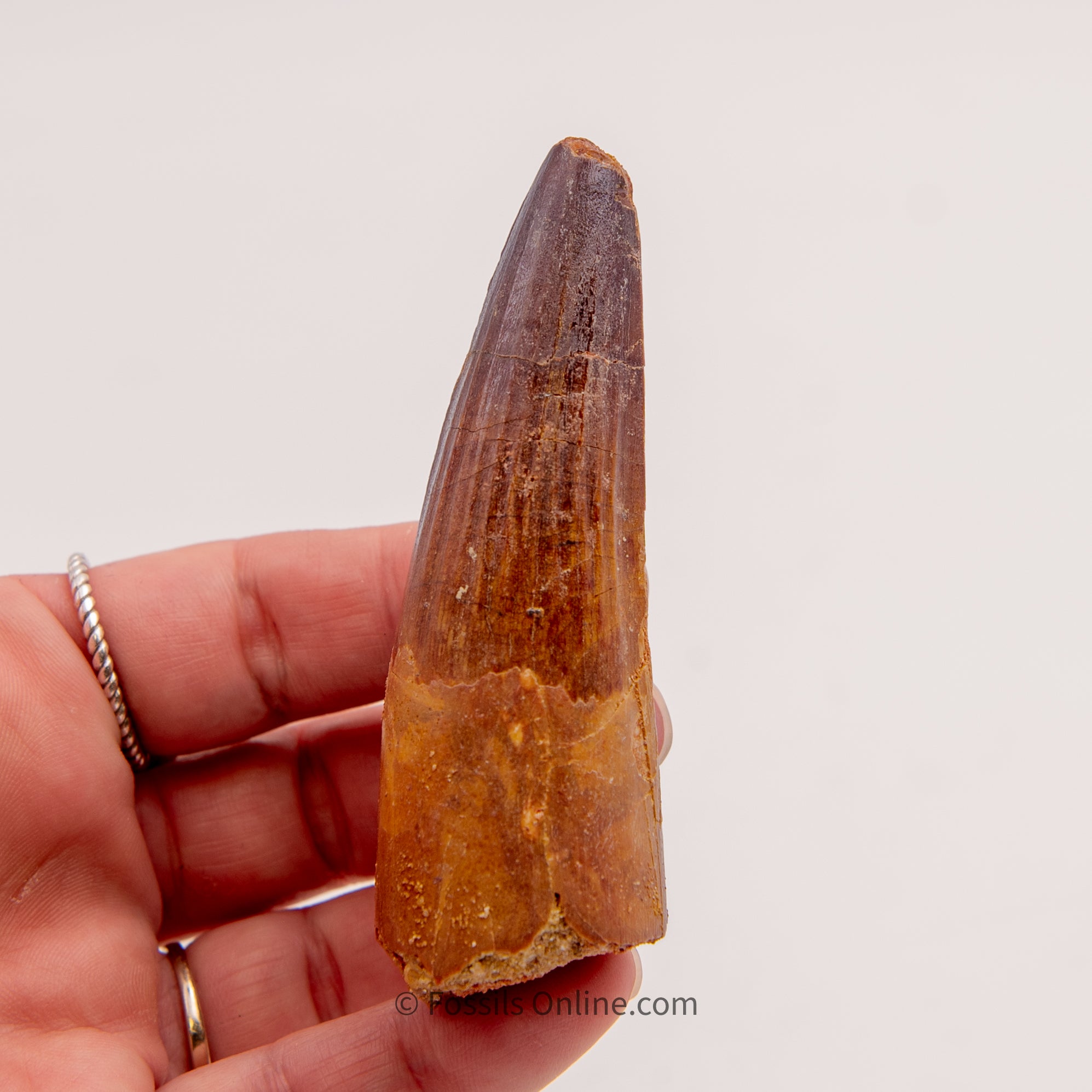 Spinosaurus Dinosaur Tooth   3.30"