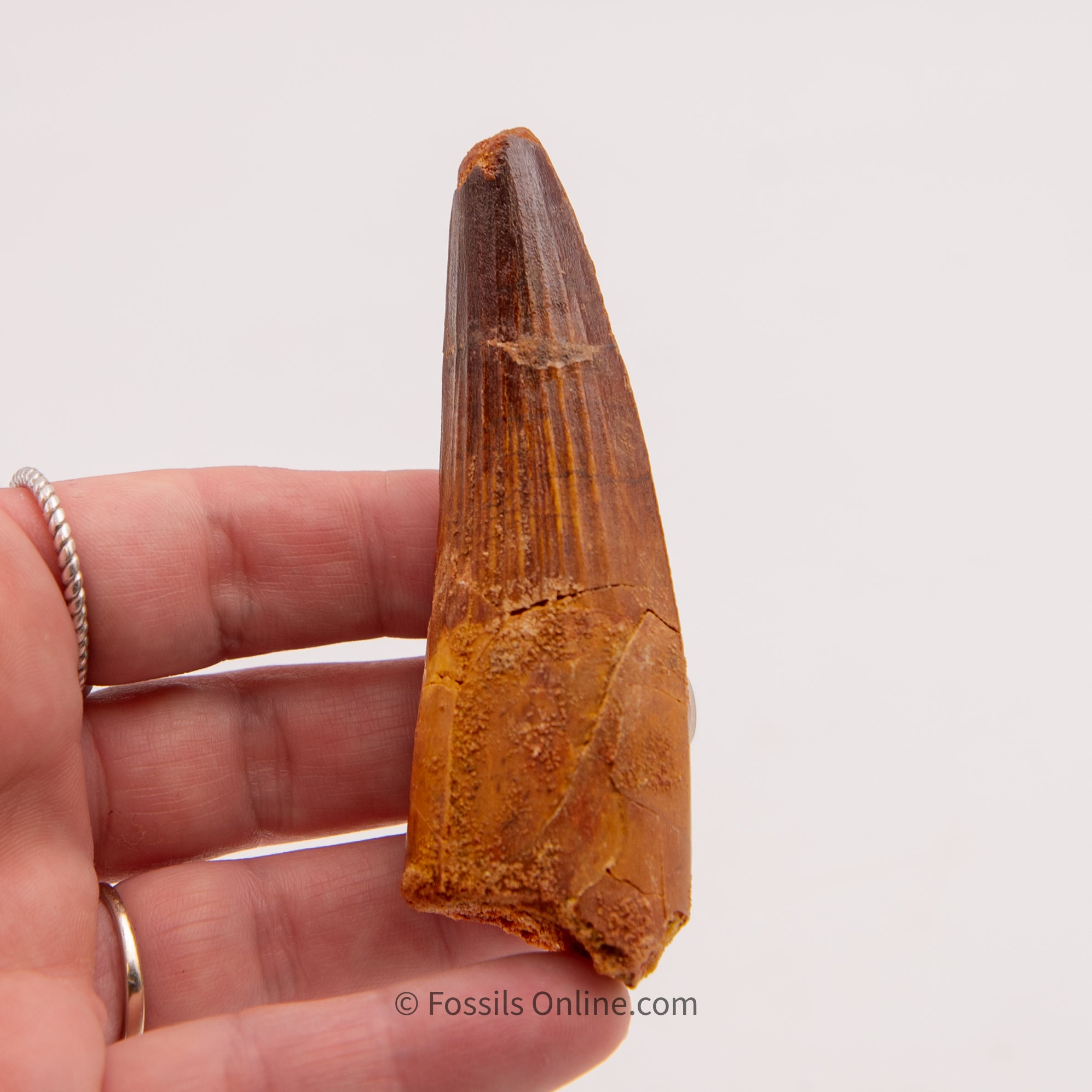 Spinosaurus Dinosaur Tooth   3.30"