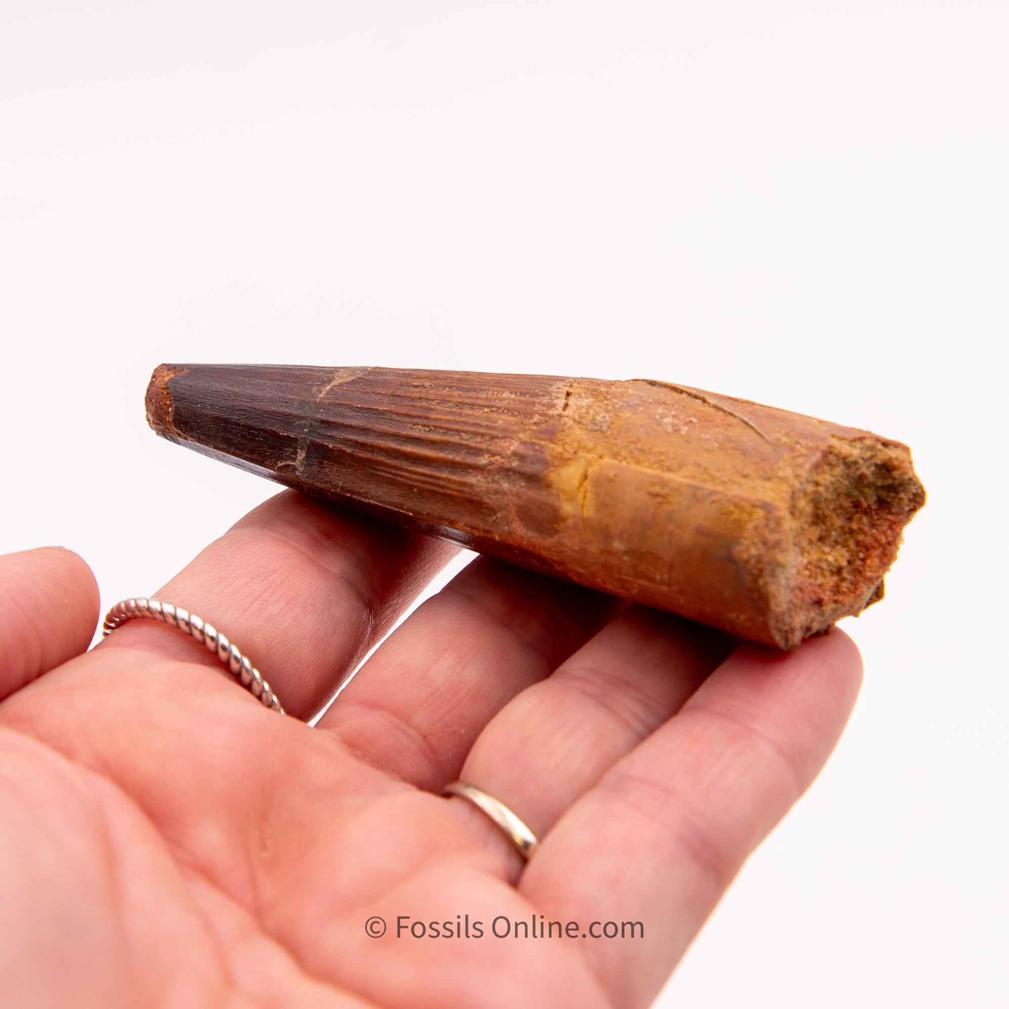 Spinosaurus Dinosaur Tooth   3.30"