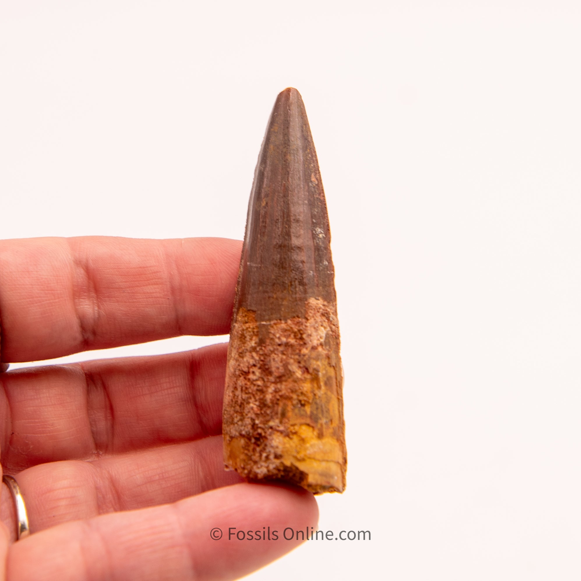 Spinosaurus Dinosaur Tooth  2.68"