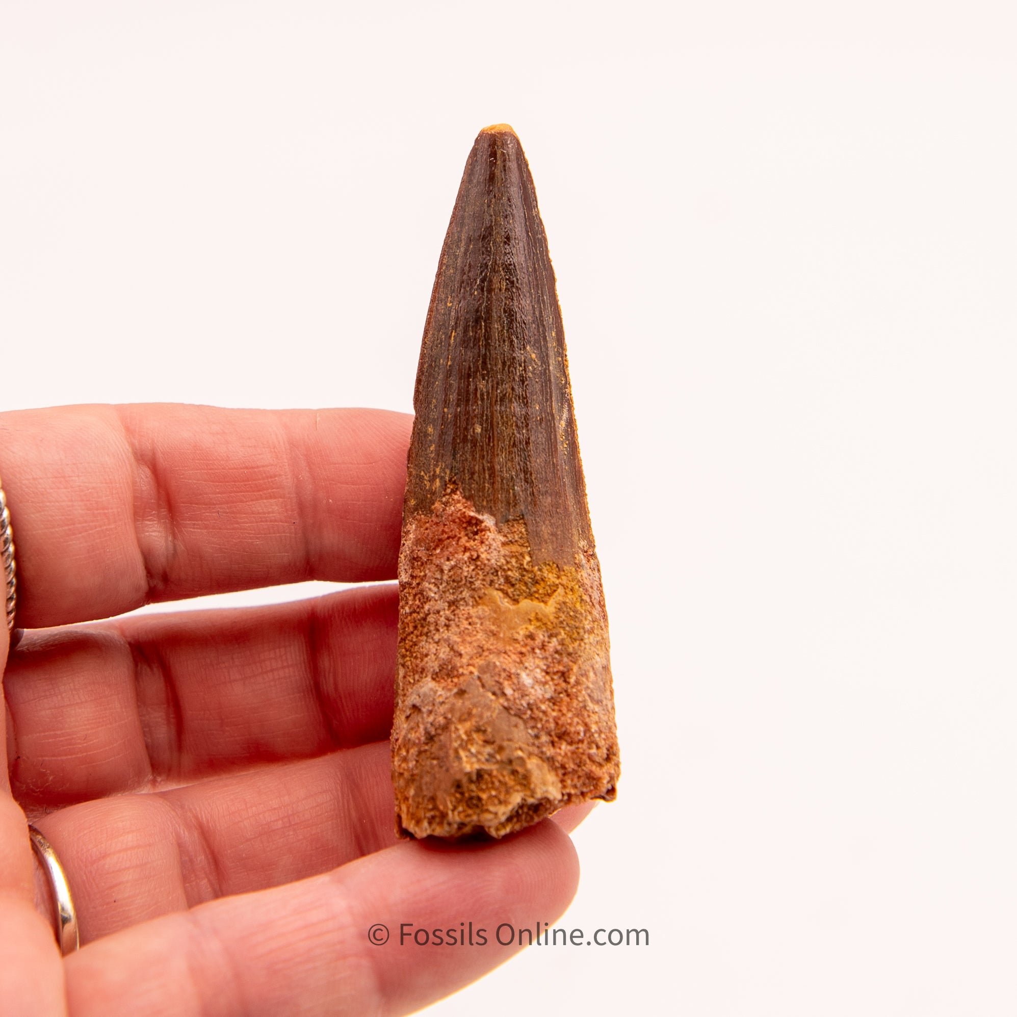 Spinosaurus Dinosaur Tooth  2.68"