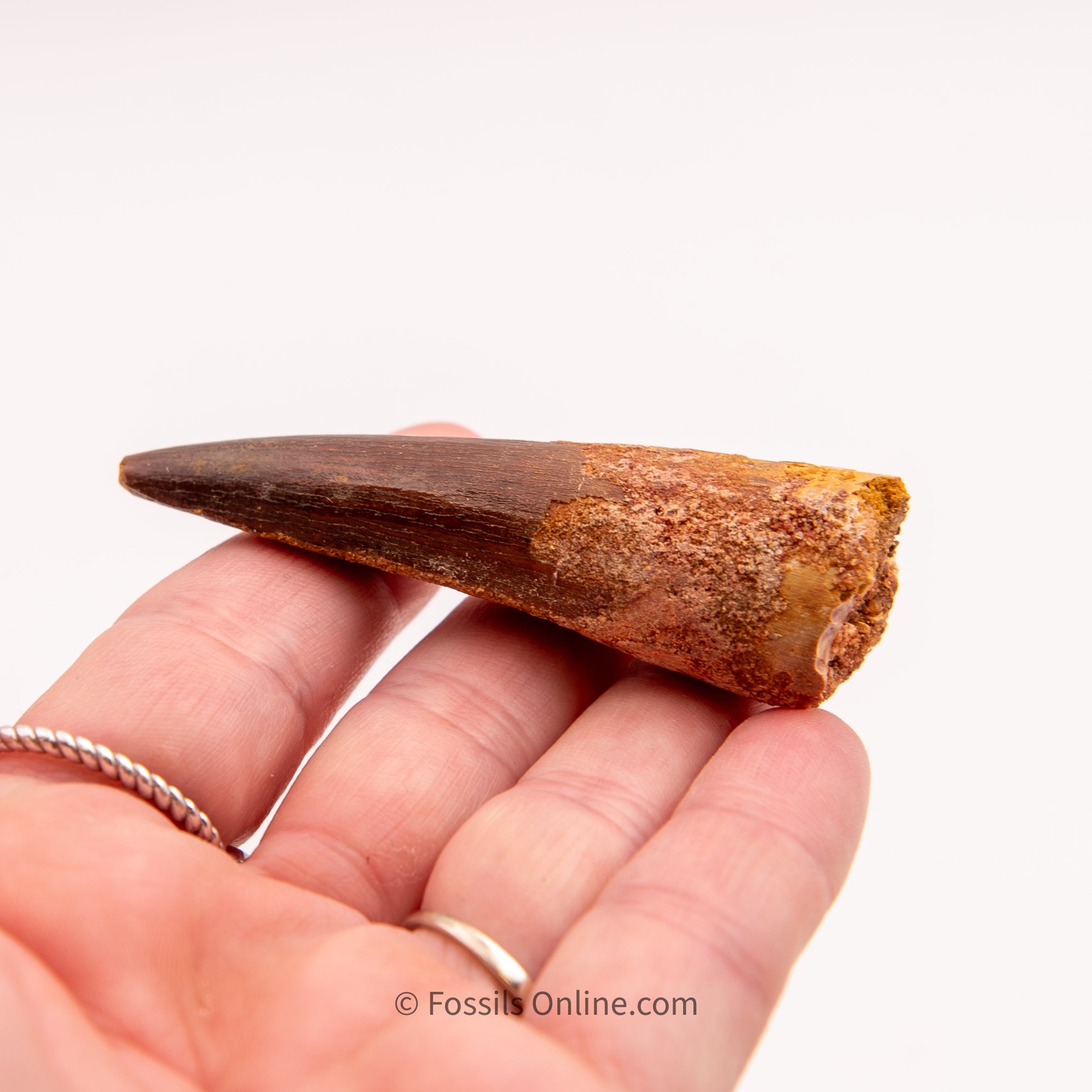 Spinosaurus Dinosaur Tooth  2.68"