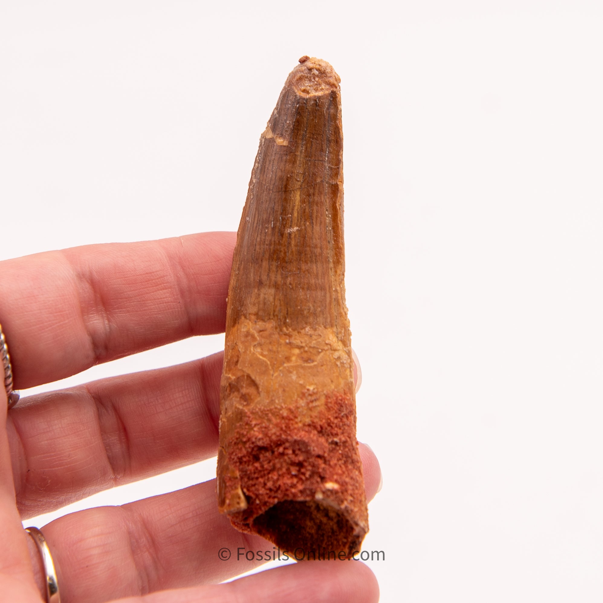 Spinosaurus Dinosaur Tooth   3.20"