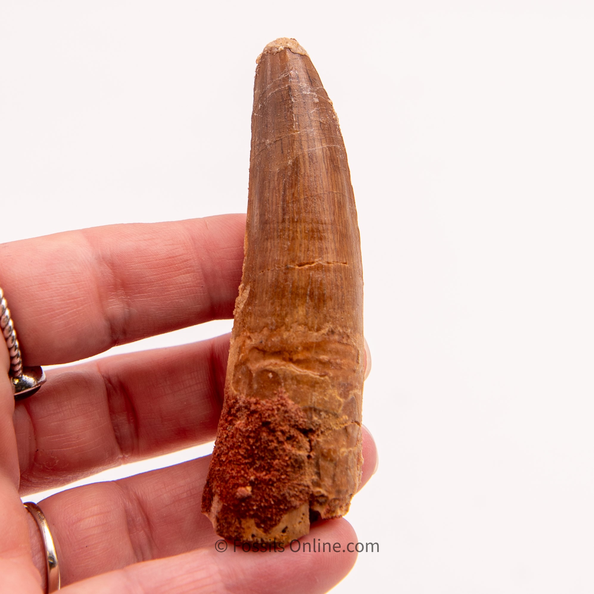 Spinosaurus Dinosaur Tooth   3.20"