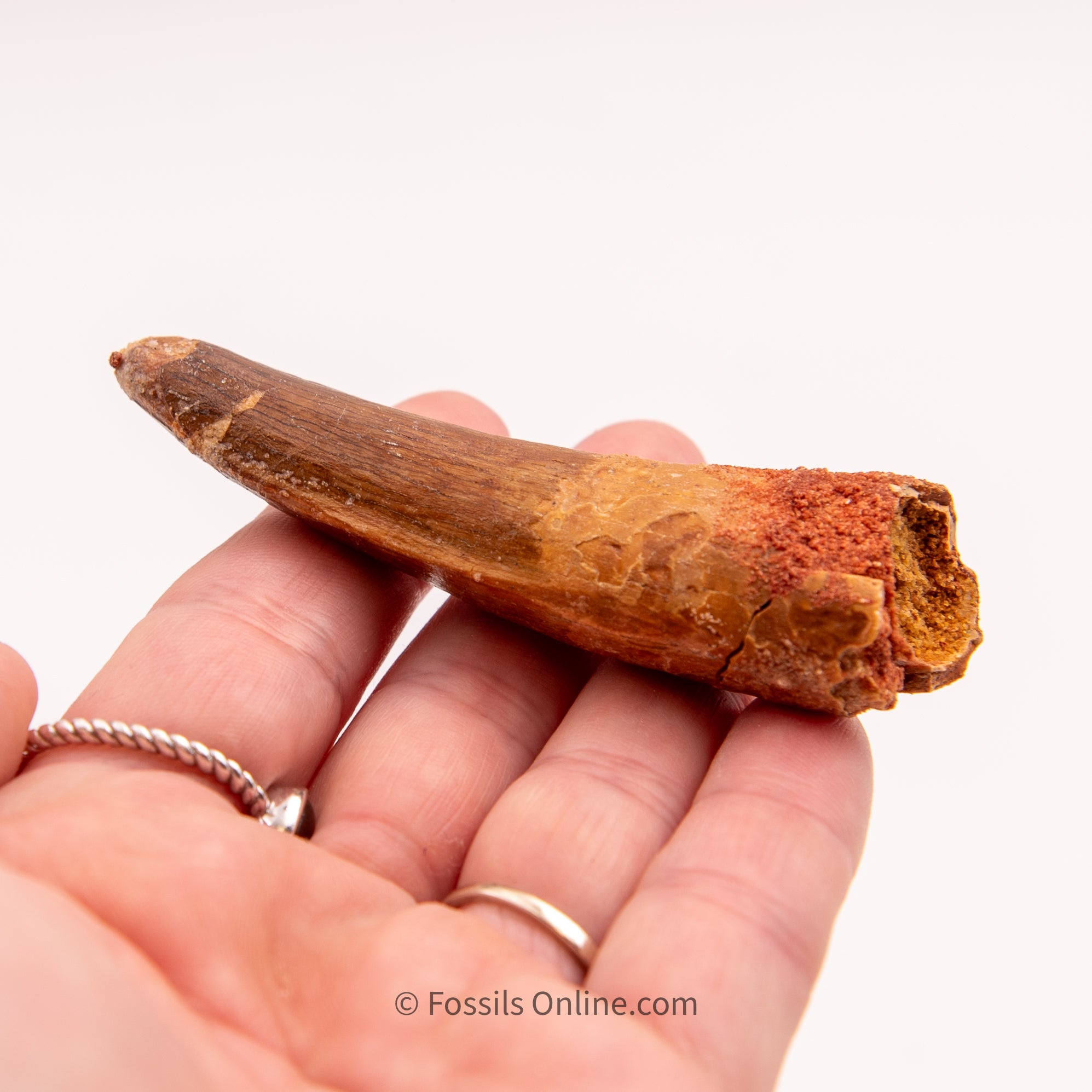 Spinosaurus Dinosaur Tooth   3.20"