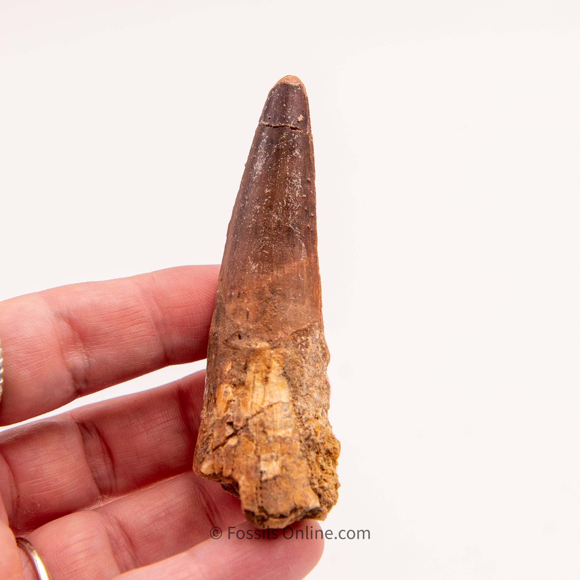 Spinosaurus Dinosaur Tooth   3.07"