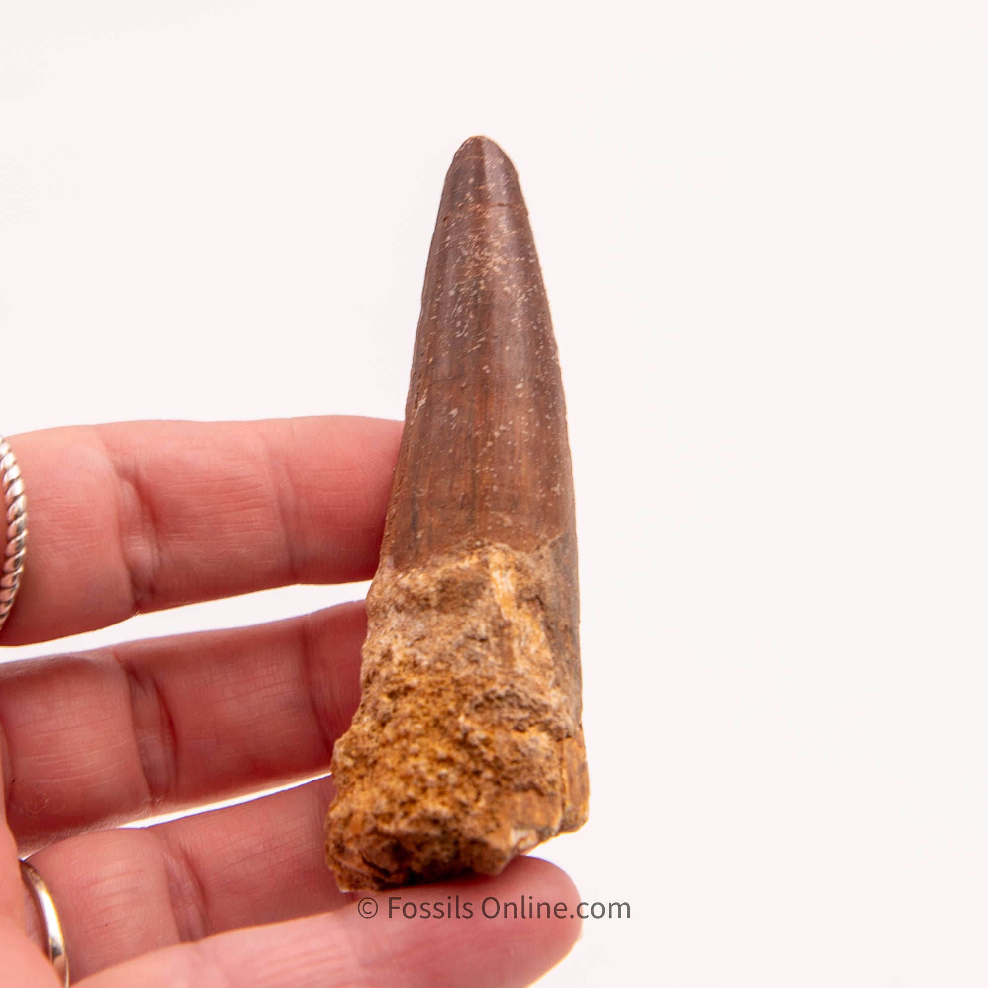 Spinosaurus Dinosaur Tooth   3.07"