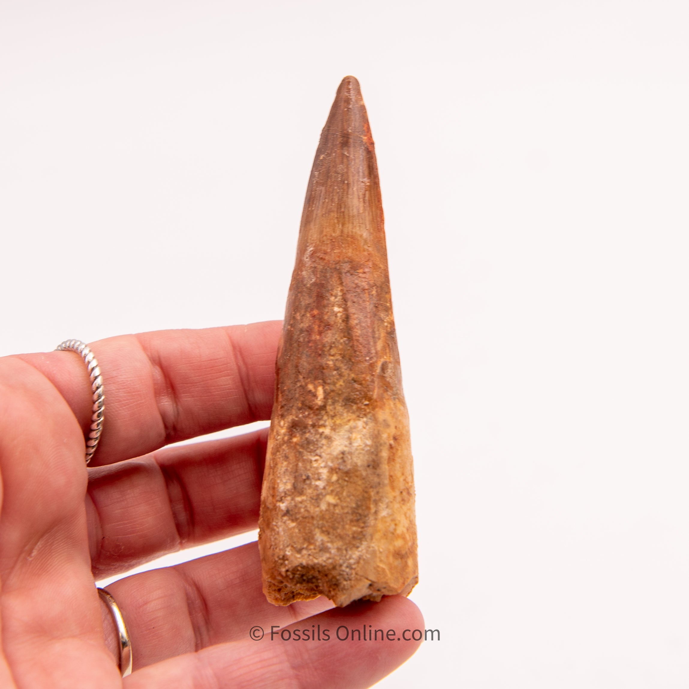 Spinosaurus Dinosaur Tooth   3.61"