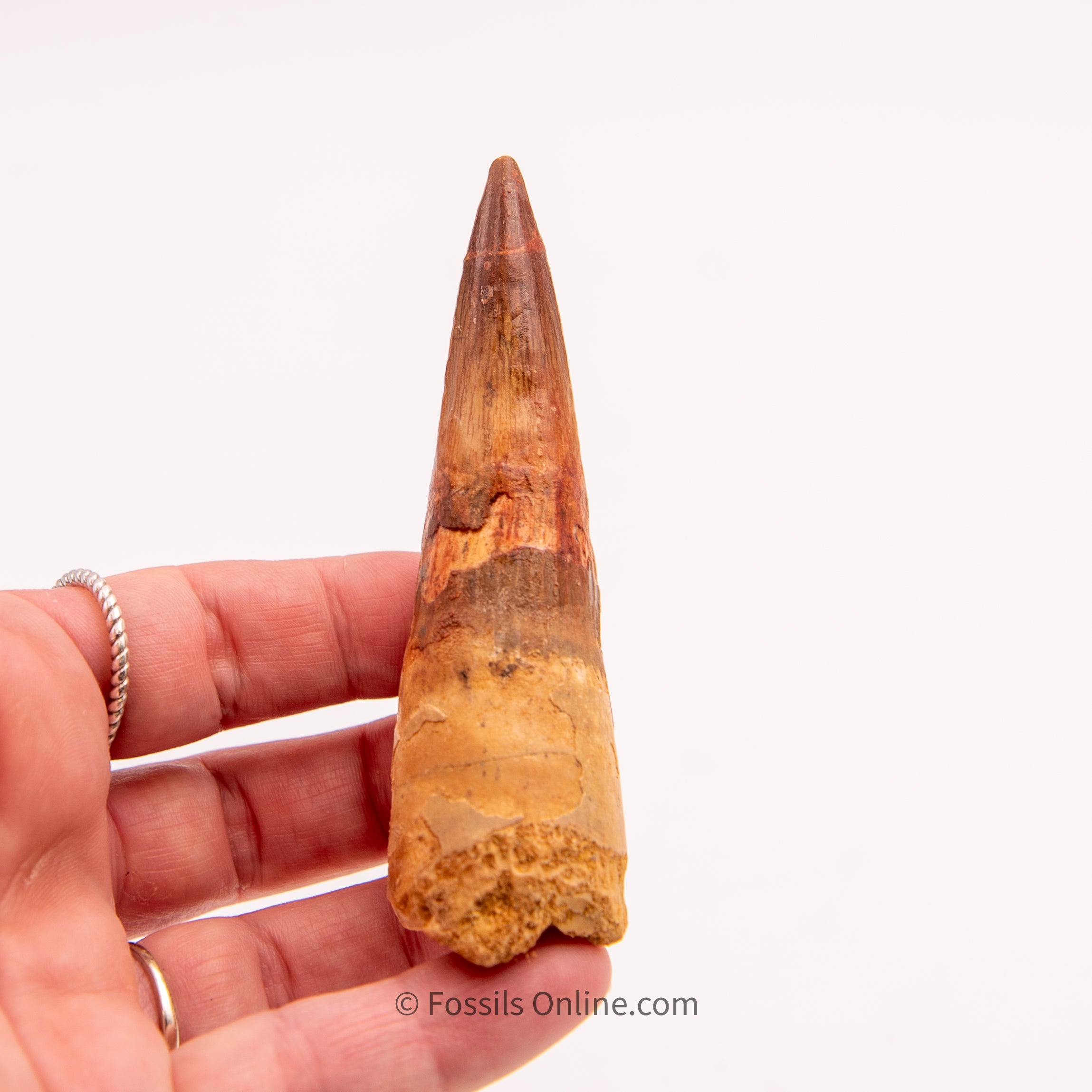 Spinosaurus Dinosaur Tooth   3.61"