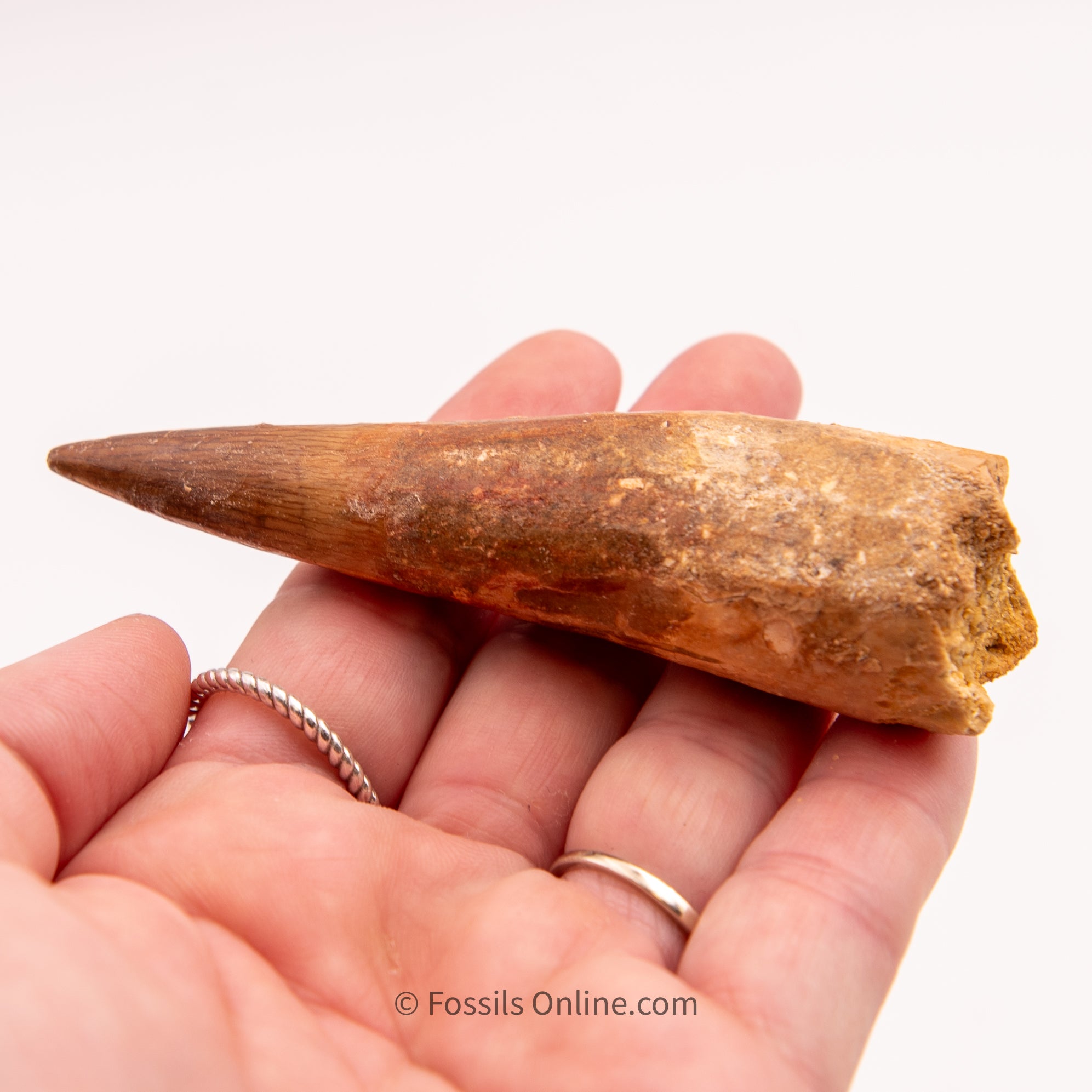 Spinosaurus Dinosaur Tooth   3.61"