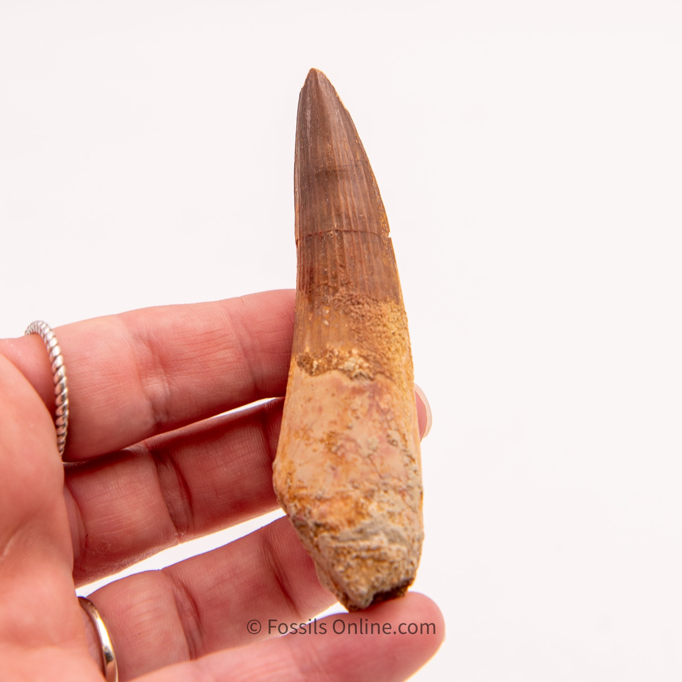 Spinosaurus Dinosaur Tooth   3.30"