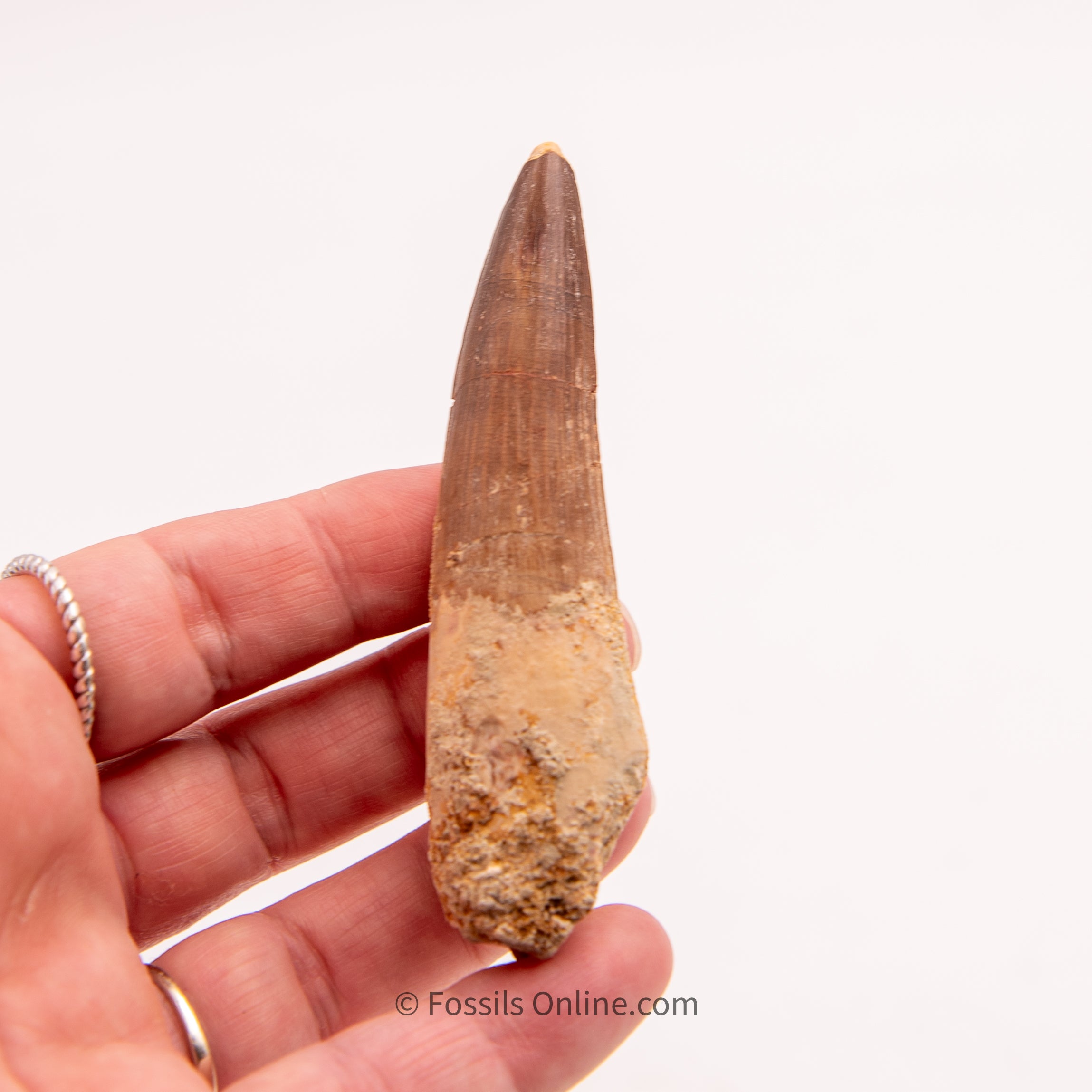 Spinosaurus Dinosaur Tooth   3.30"