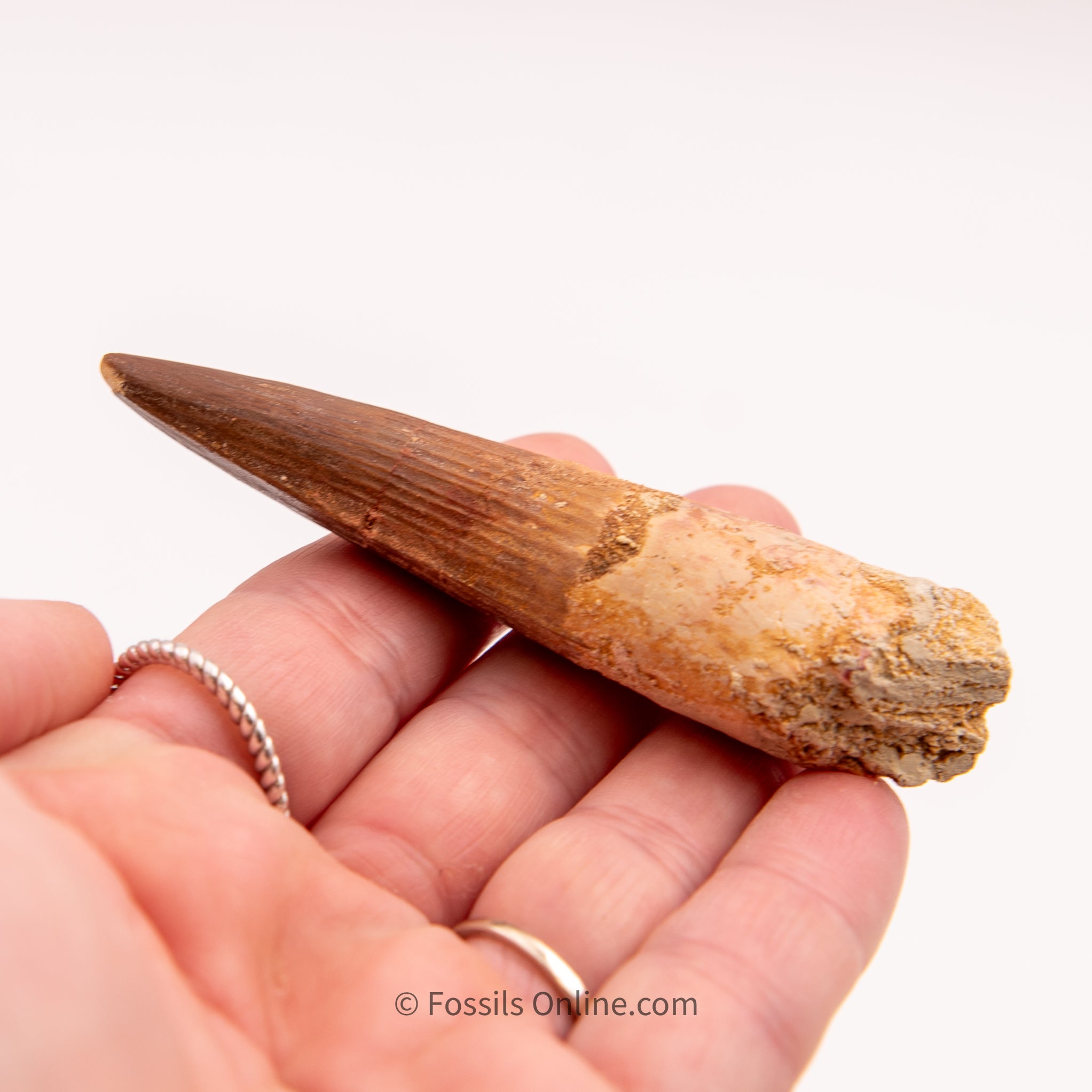 Spinosaurus Dinosaur Tooth   3.30"