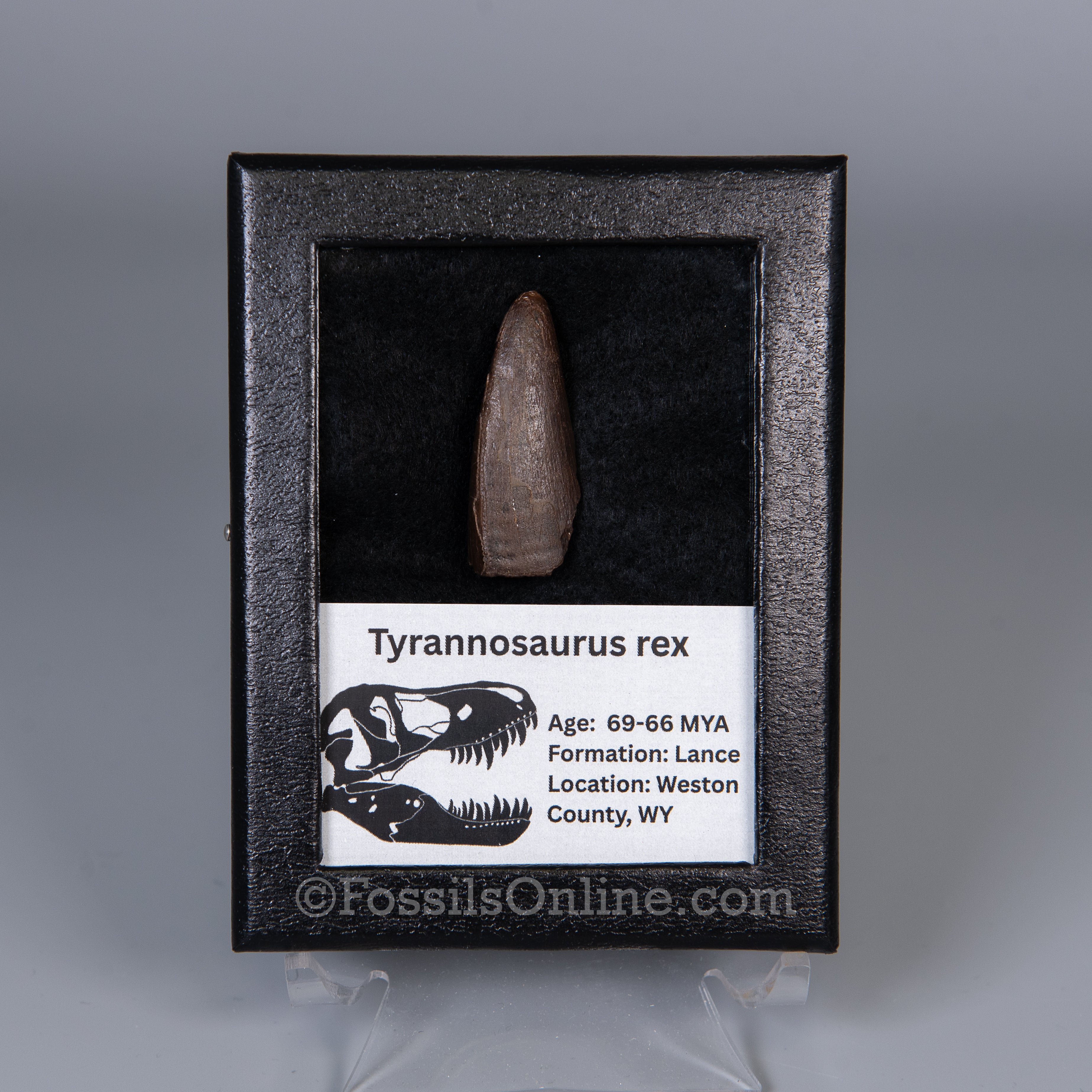 Tyrannosaurus rex Tooth 1.59"