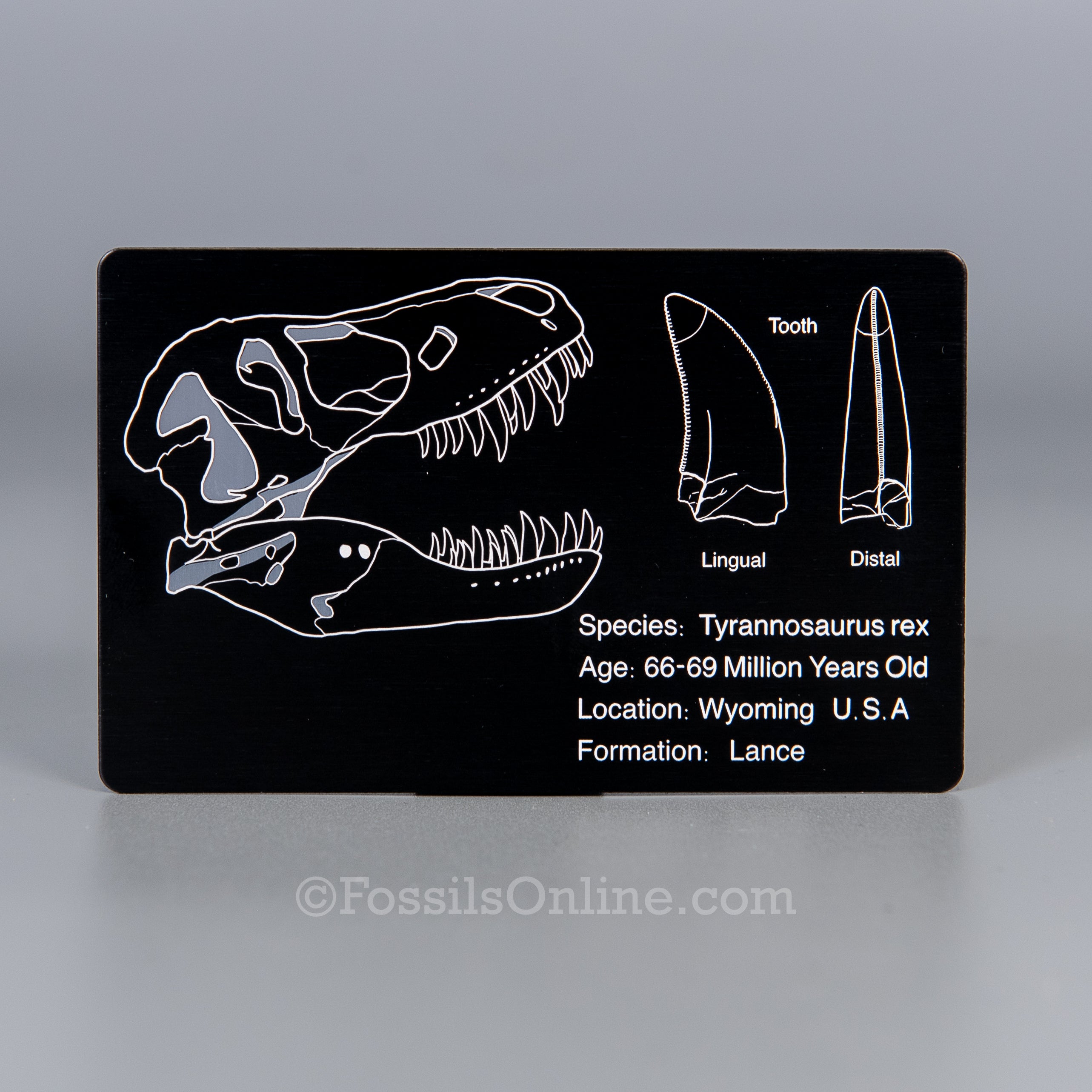 Tyrannosaurus rex Tooth 1.59"