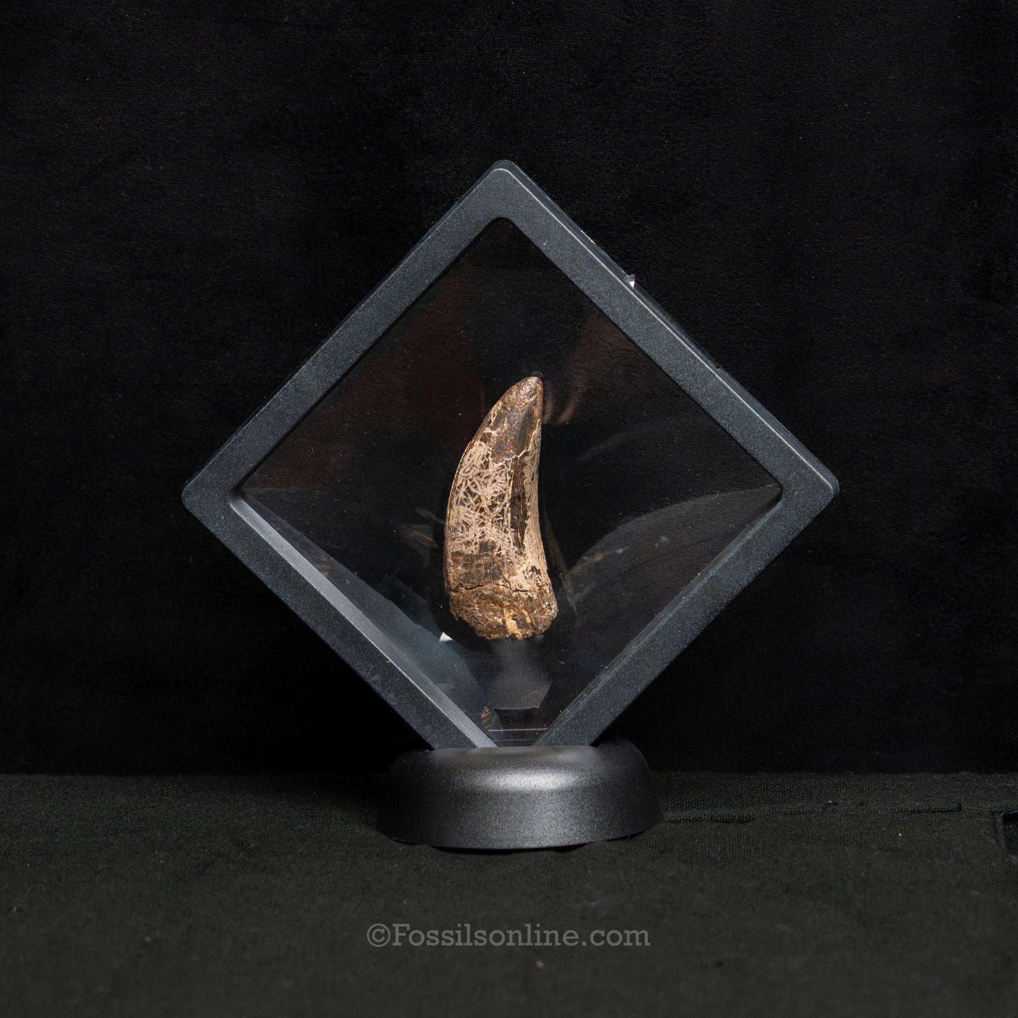 Tyrannosaurus rex Tooth 1.98"