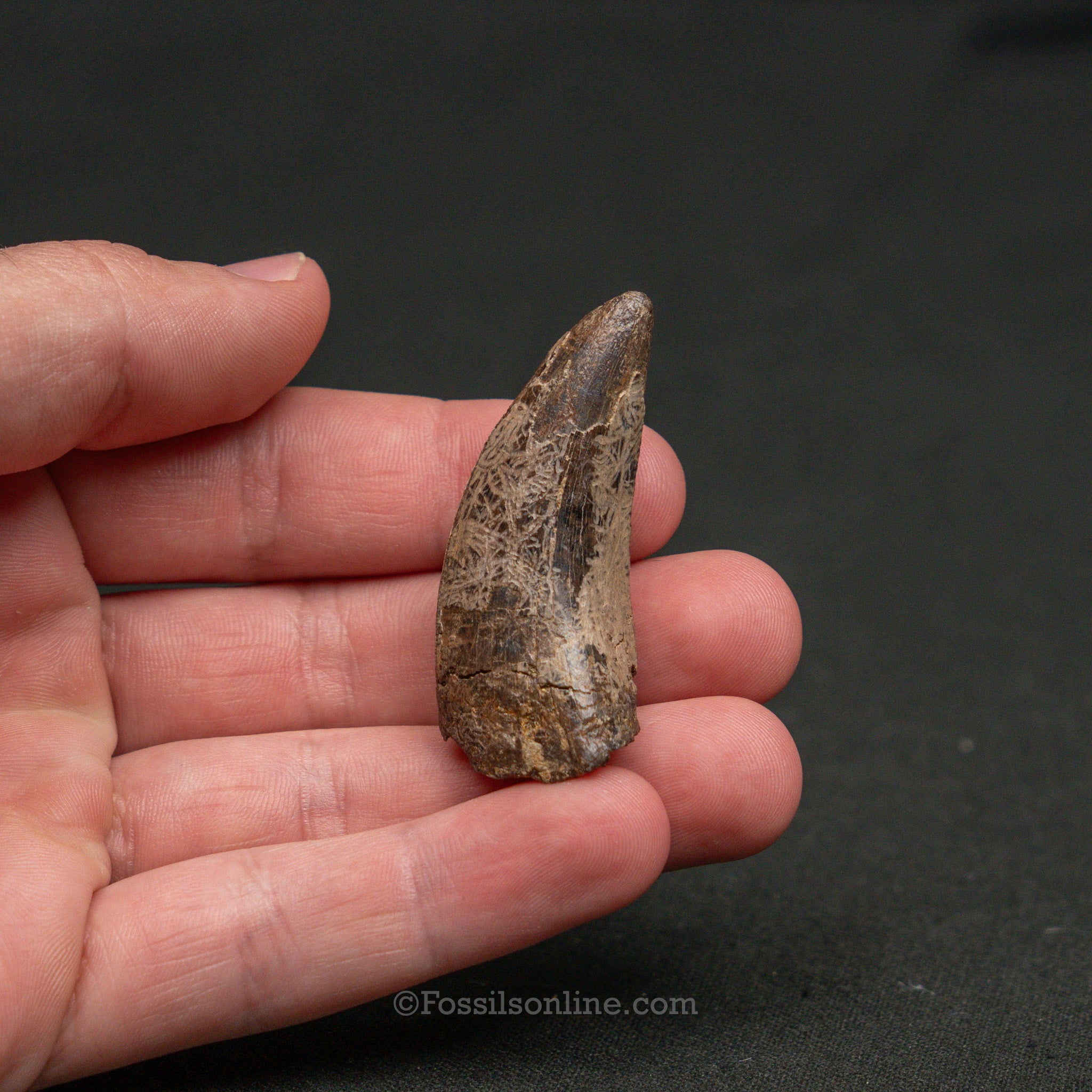 Tyrannosaurus rex Tooth 1.98"