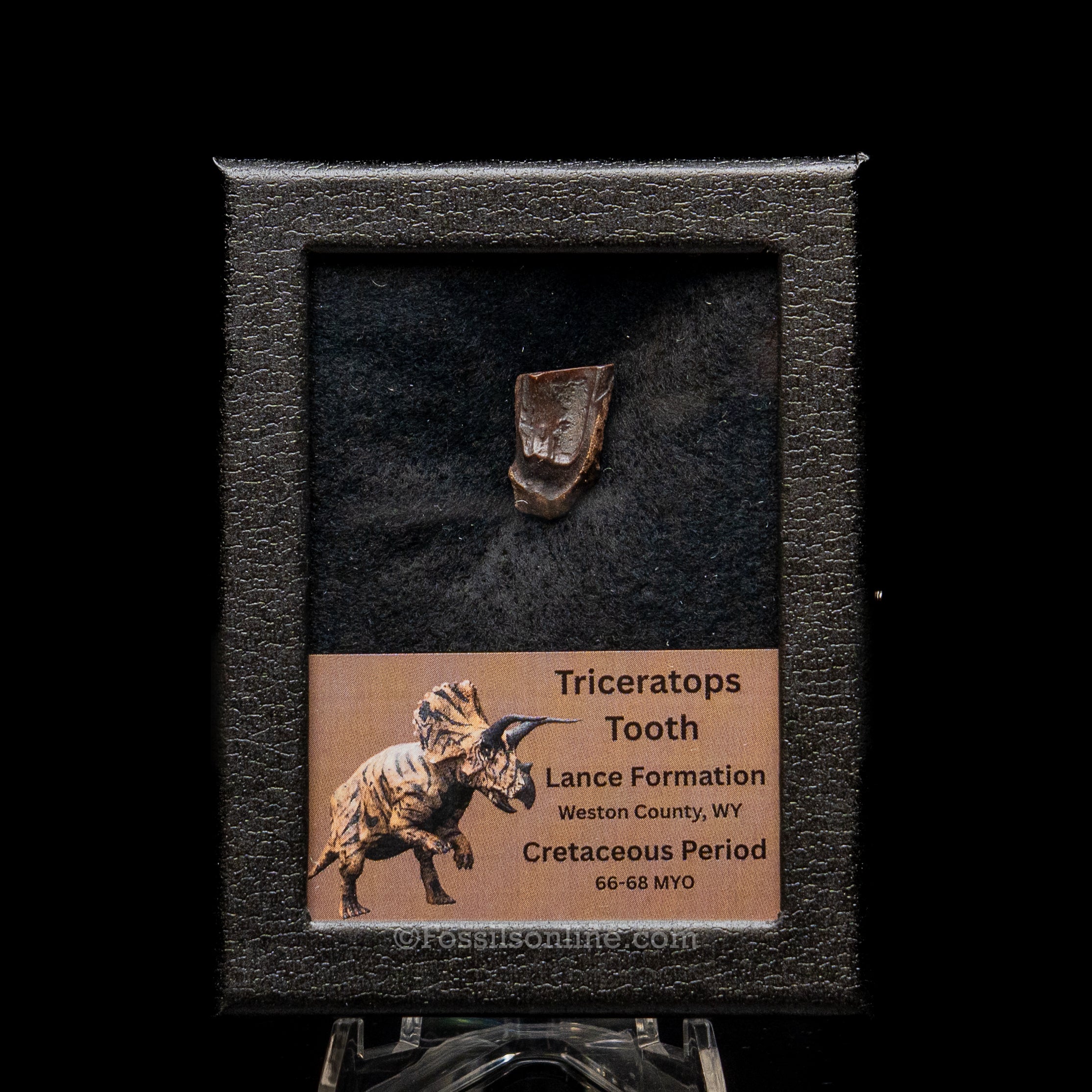 LG Triceratops Tooth in Case Lance FM