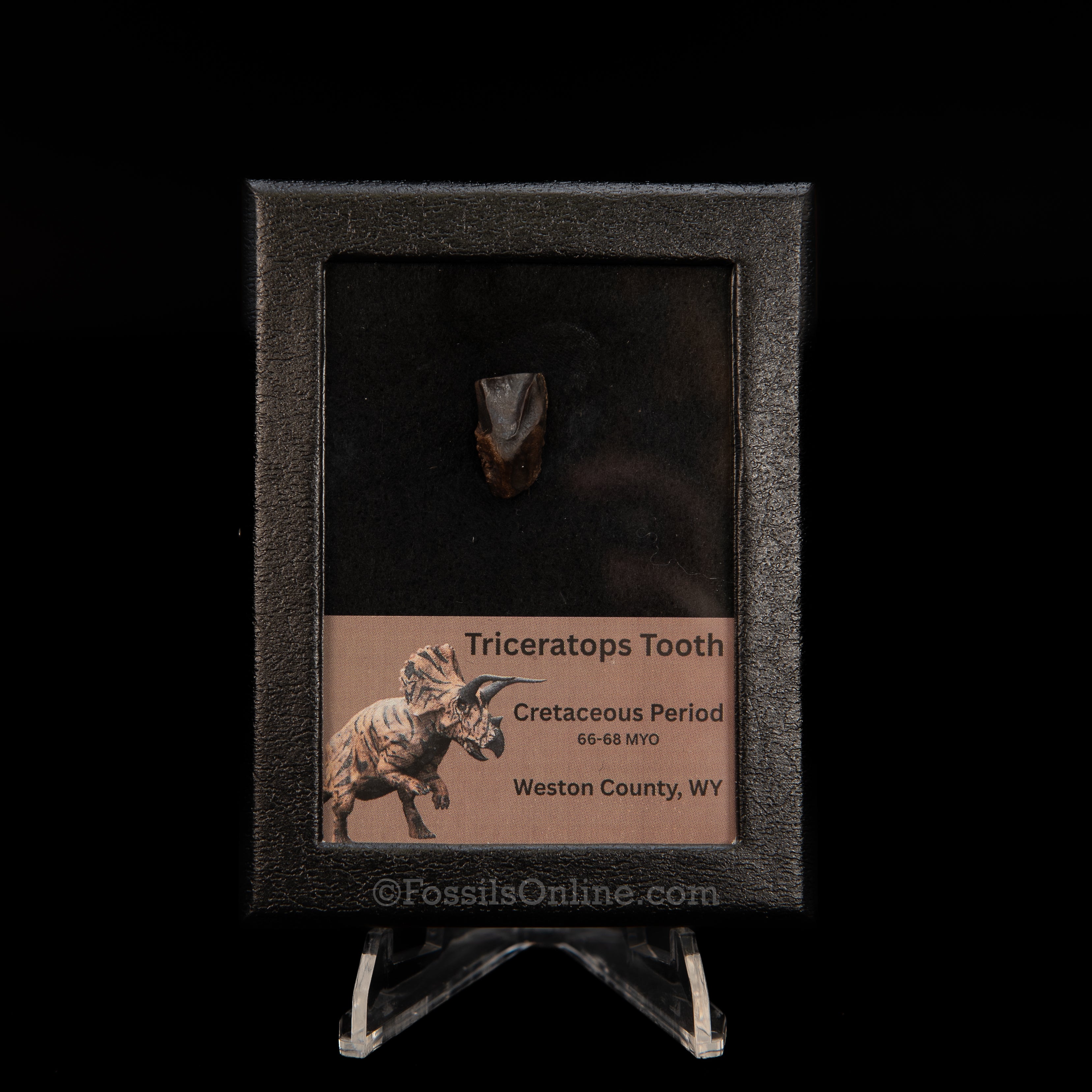 Triceratops Tooth Sm Case Lance FM