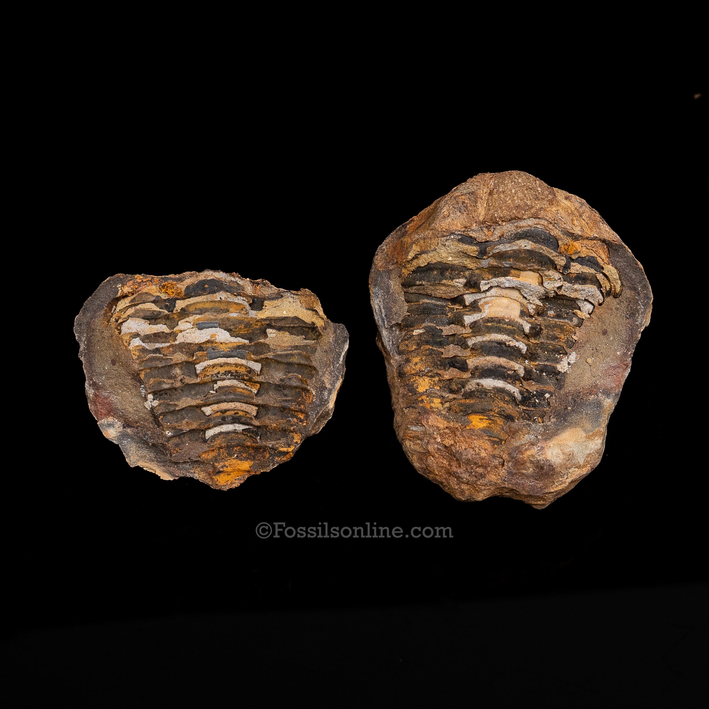 Ordovician Trilobite Geode
