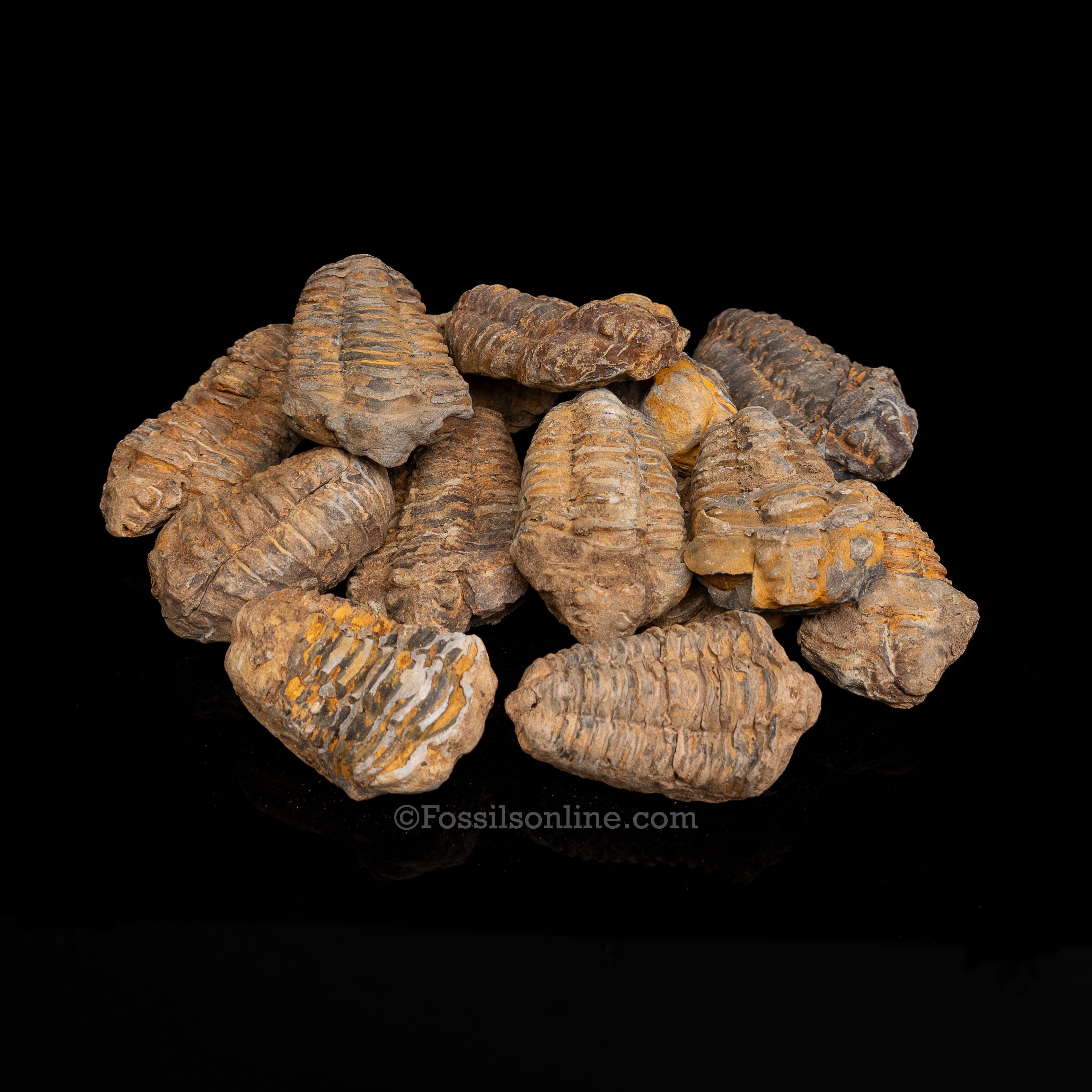 Ordovician Trilobite